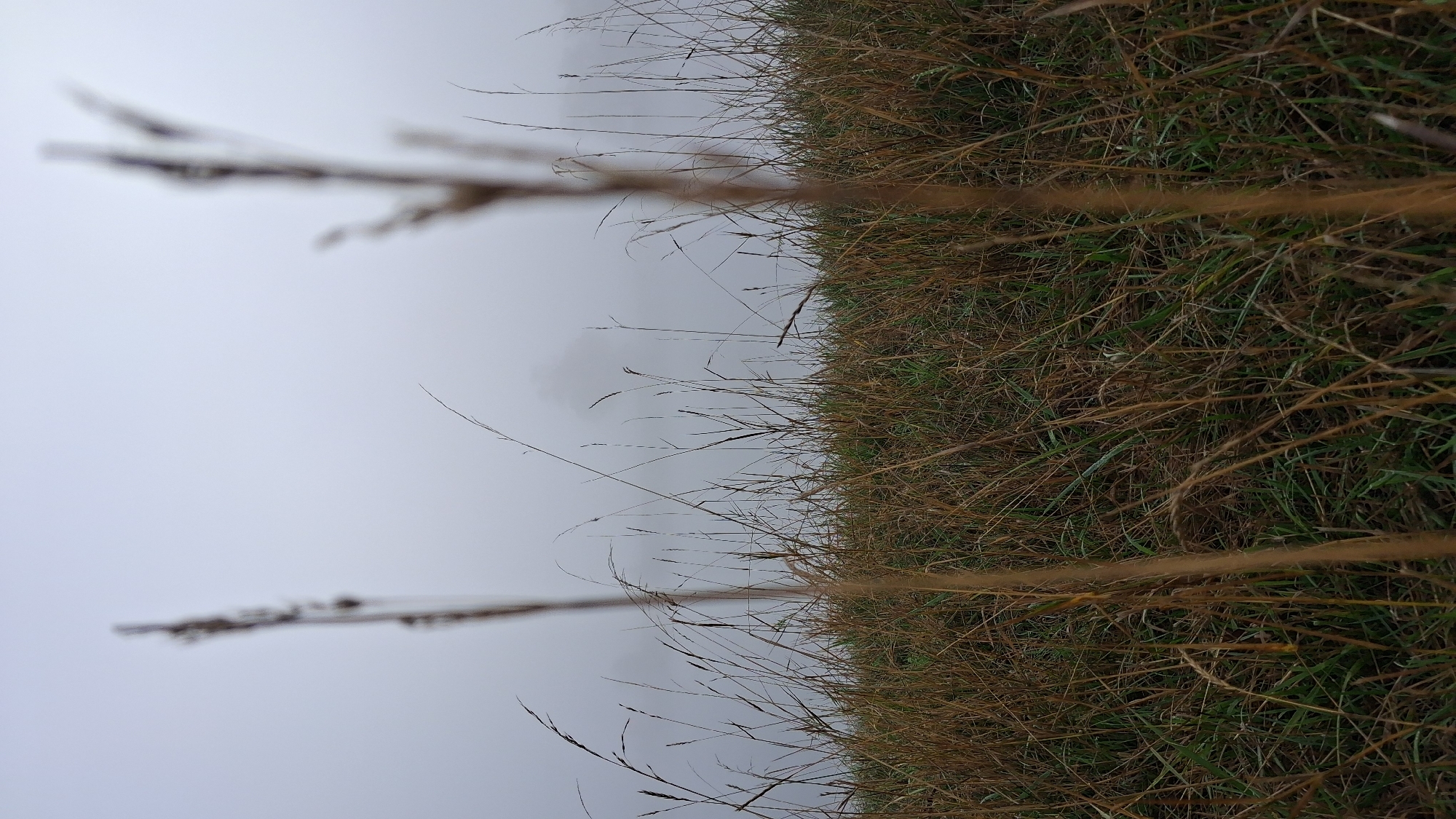 The image depicts a close-up view of tall, dry grass against a blurred, foggy background. The grass is predominantly brown and tan, with some hints of green interspersed at the bottom of the frame. Two prominent stalks of dry grass are in sharp focus in the foreground, one slightly to the left and the other more towards the center-right, obscuring a portion of the background. The background consists of a dense, uniform layer of fog or mist, obscuring any discernible landscape features or structures. The overall impression is one of a damp, natural environment, possibly a field or meadow, under overcast or foggy conditions. There is no indication of the city of Osterhofen, Germany, or any human presence within the image.