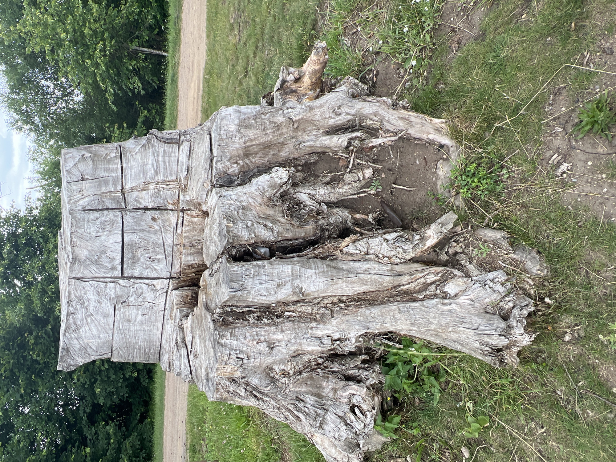 An outdoor, eye-level, medium shot captures a large, weathered wooden tree stump with a carved, blocky structure on top. The stump has thick, gnarled roots that spread out into the grassy ground. The top portion of the stump is divided into several square-like sections, creating a rustic, sculptural effect. The environment suggests a park or natural area, with lush green trees and vegetation in the background, and a dirt path visible behind the stump. The lighting indicates daytime, possibly late afternoon or early morning, with soft shadows. There are no people or animals visible in the frame. The location is identified as Minsk, Belarus.