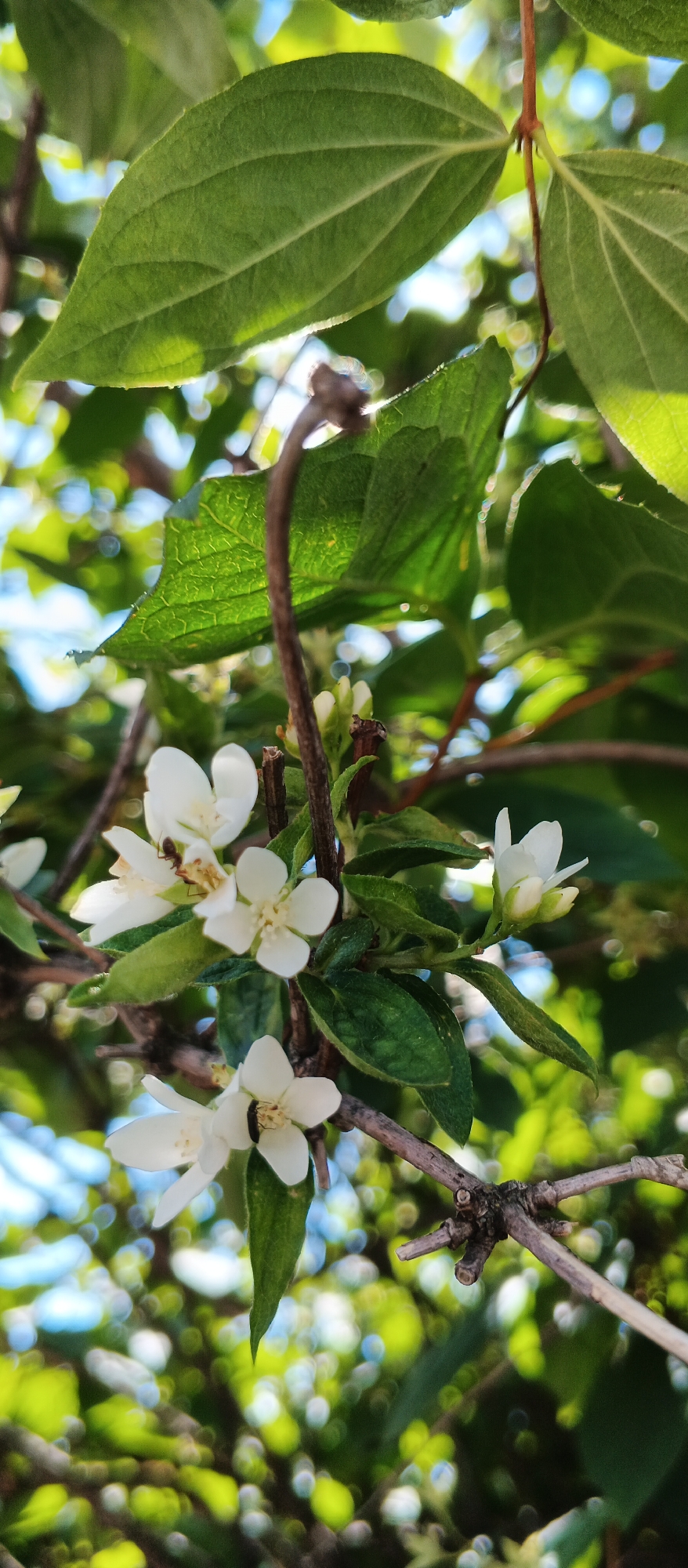 In Smila, Ukraine, a close-up, low-angle shot reveals a flowering branch against a blurred background of green foliage and bright sky. The image focuses on several small, white, star-shaped flowers with five petals. One flower in the center of the frame hosts a small, reddish-brown ant. Another flower lower down contains a dark-colored insect, possibly a beetle. The branch is thin and brown, with some woody texture. Sunlight filters through the leaves, creating highlights and a dappled effect on the foliage.