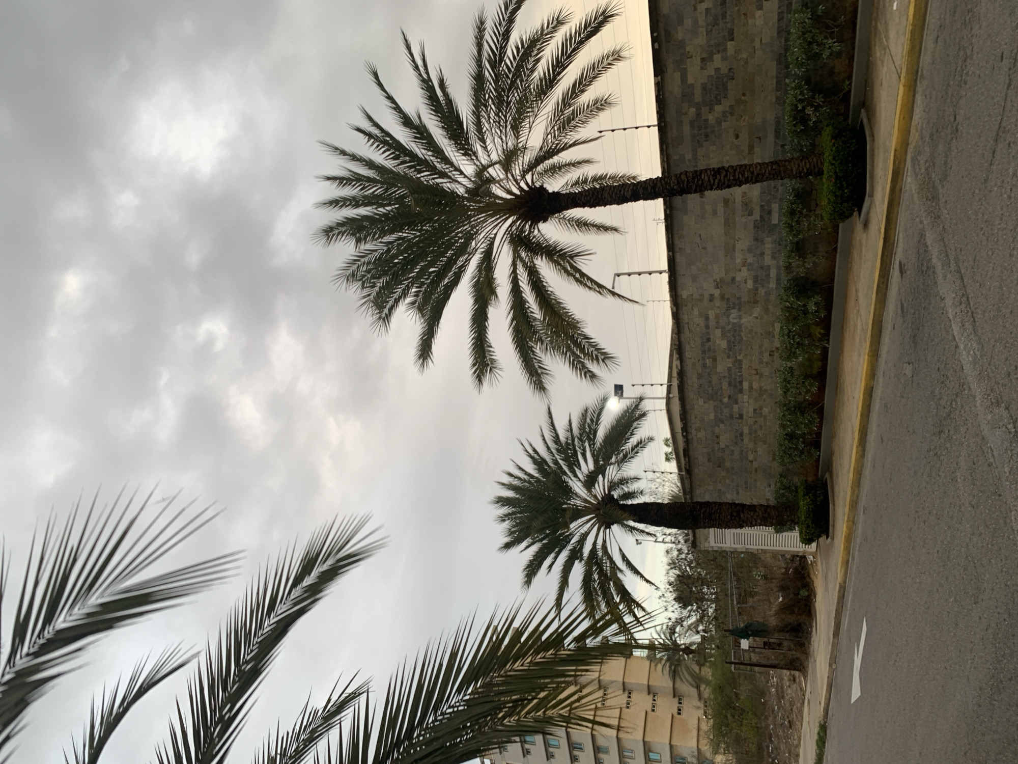 An outdoor scene features a street lined with palm trees under an overcast sky. The image is dominated by two prominent palm trees. The larger of the two stands in the foreground, its full canopy of fronds spread wide against the cloudy backdrop. A second, slightly smaller palm tree is visible further down the street, its trunk appearing along a stone wall. Parts of other palm fronds are seen in the lower left corner, framing the view.
To the right of the palm trees, a paved road runs parallel to a concrete sidewalk. A distinct yellow curb separates the road from the sidewalk, and a white arrow is painted on the asphalt, indicating a forward direction. Behind the sidewalk, a gray stone wall stretches along the street, with a strip of green bushes planted at its base. In the distance, a multi-story building with multiple windows is partially visible behind the foliage and wall.
The sky is heavily overcast, filled with various shades of gray clouds, suggesting a cloudy day without direct sunlight. The lighting is diffuse and soft, consistent with either a heavily overcast midday or a subdued morning or late afternoon. The scene is devoid of people or discernible activity, conveying a calm and tranquil atmosphere. The presence of palm trees indicates a tropical or subtropical setting.