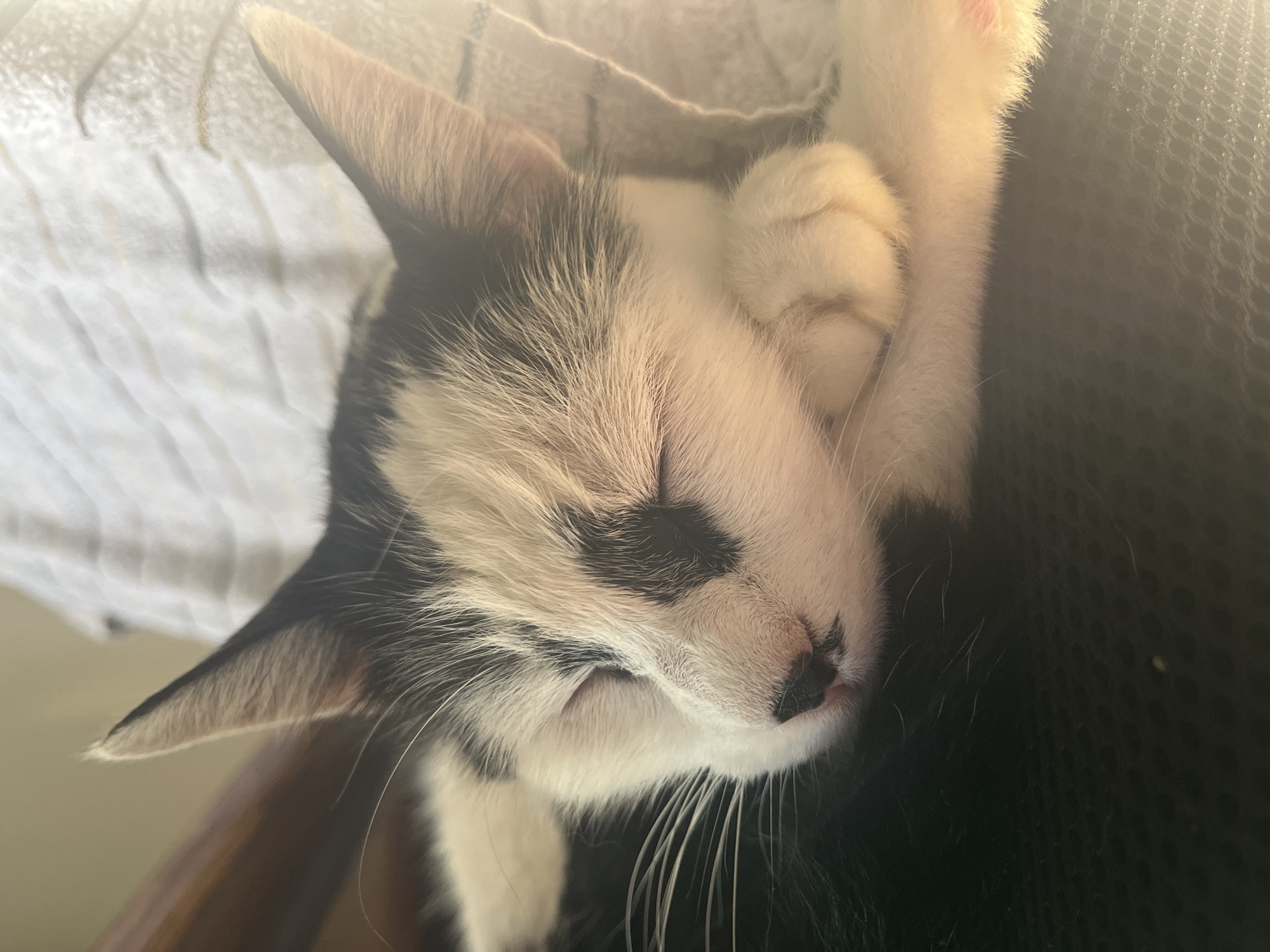 A black and white kitten is sleeping on a dark surface, possibly a chair or couch. The kitten's eyes are closed, and its head is resting on its paws. The kitten's fur is short and appears soft. The background is blurred but suggests a white, textured surface, possibly a blanket or towel, with a hint of wood on the left. The image is lit by natural light, casting soft shadows and highlights. The scene is domestic and peaceful. There are no people visible in the image. The kitten is the sole subject. The location in Ureki, Georgia, is not depicted in the image.