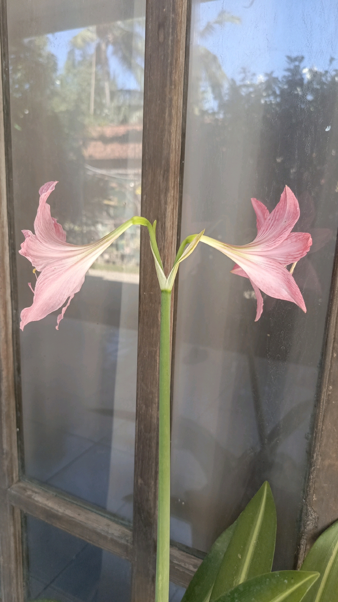 A close-up, vertical shot shows a pale pink amaryllis flower with thin petals, its stem splitting into two to support each bloom, set against a slightly out-of-focus background of a wooden-framed window. Through the window, reflections of palm trees and a blue sky are visible, suggesting an outdoor setting. The lower right portion of the image features two large, green leaves of the same plant. The scene appears to be an outdoor setting in Kebumen, Indonesia, possibly a garden or balcony, given the tropical foliage reflected in the window. The lighting is bright, indicating daytime.