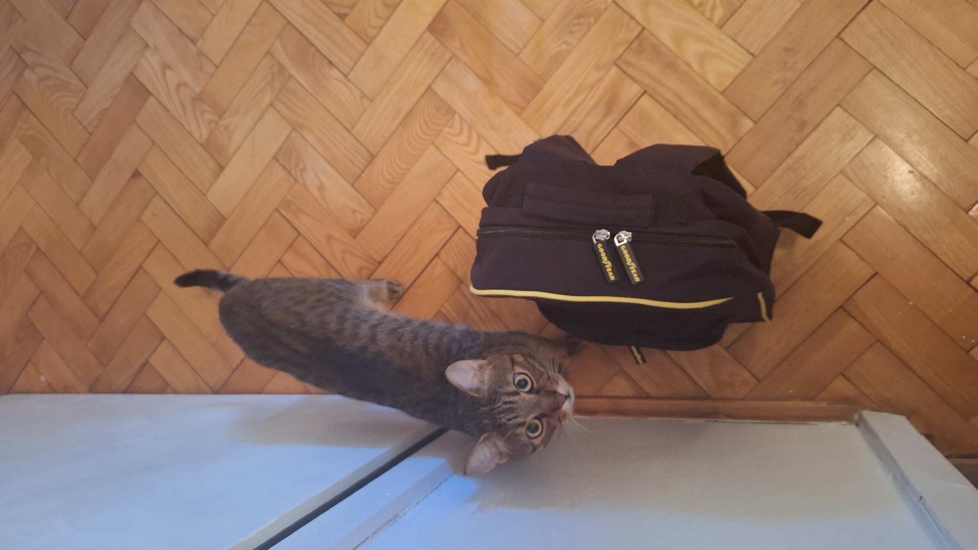 A tabby cat with green eyes is looking up at the camera, standing next to a dark blue backpack with yellow trim and "GOOD YEAR" branding. The backpack has zippers with the "GOOD YEAR" logo. The scene is set on a polished wooden floor with a herringbone pattern, illuminated by overhead lighting. A white wall is visible on the left side of the image. The image was taken indoors, likely in a residential setting. The location is the city of Sombor, Serbia.