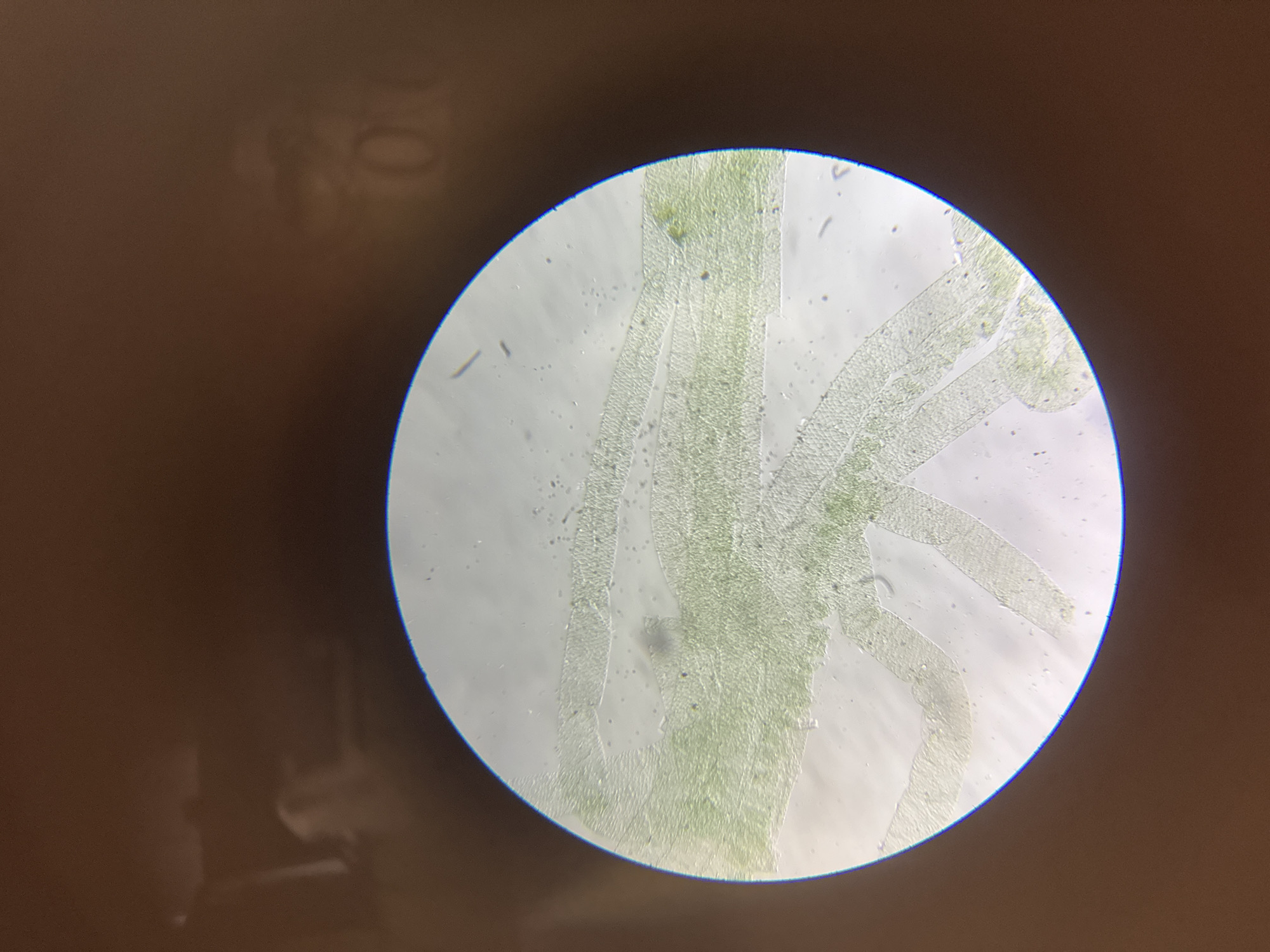 A microscopic image shows light green filamentous strands that appear to be algae. The filaments display a distinct rectangular pattern within their structure. Small, dark specks are scattered across the background of the slide. The image is taken through a microscope lens and is surrounded by a dark brown backdrop, which appears to be the surface on which the microscope is situated. It is not possible to identify the location in Chaikovsky, Russia from this image.