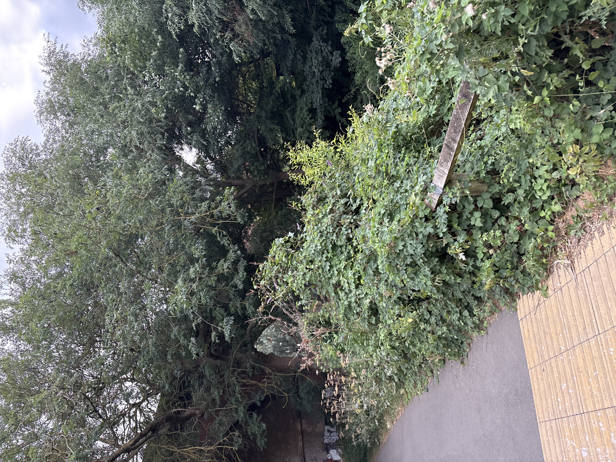 The image shows a paved pathway next to a dense area of green foliage. The pathway is made of grey asphalt and has a textured yellow tactile paving section at the bottom. The foliage consists of various plants, including thorny bushes and leafy vines, with some dried stalks and small white flowers visible. Behind the foliage, a large brick structure, possibly an old railway bridge or viaduct, is partially visible, showing signs of wear and graffiti. Beyond the brick structure and foliage, a dense canopy of mature trees forms the background, with the sky visible through their branches. The overall scene appears to be a natural or semi-natural area within an urban setting. Given the mention of Chelmsford, United Kingdom, this location is likely along a public footpath or cycle route, possibly near a disused railway line or an old viaduct. No people or animals are visible in the image.
