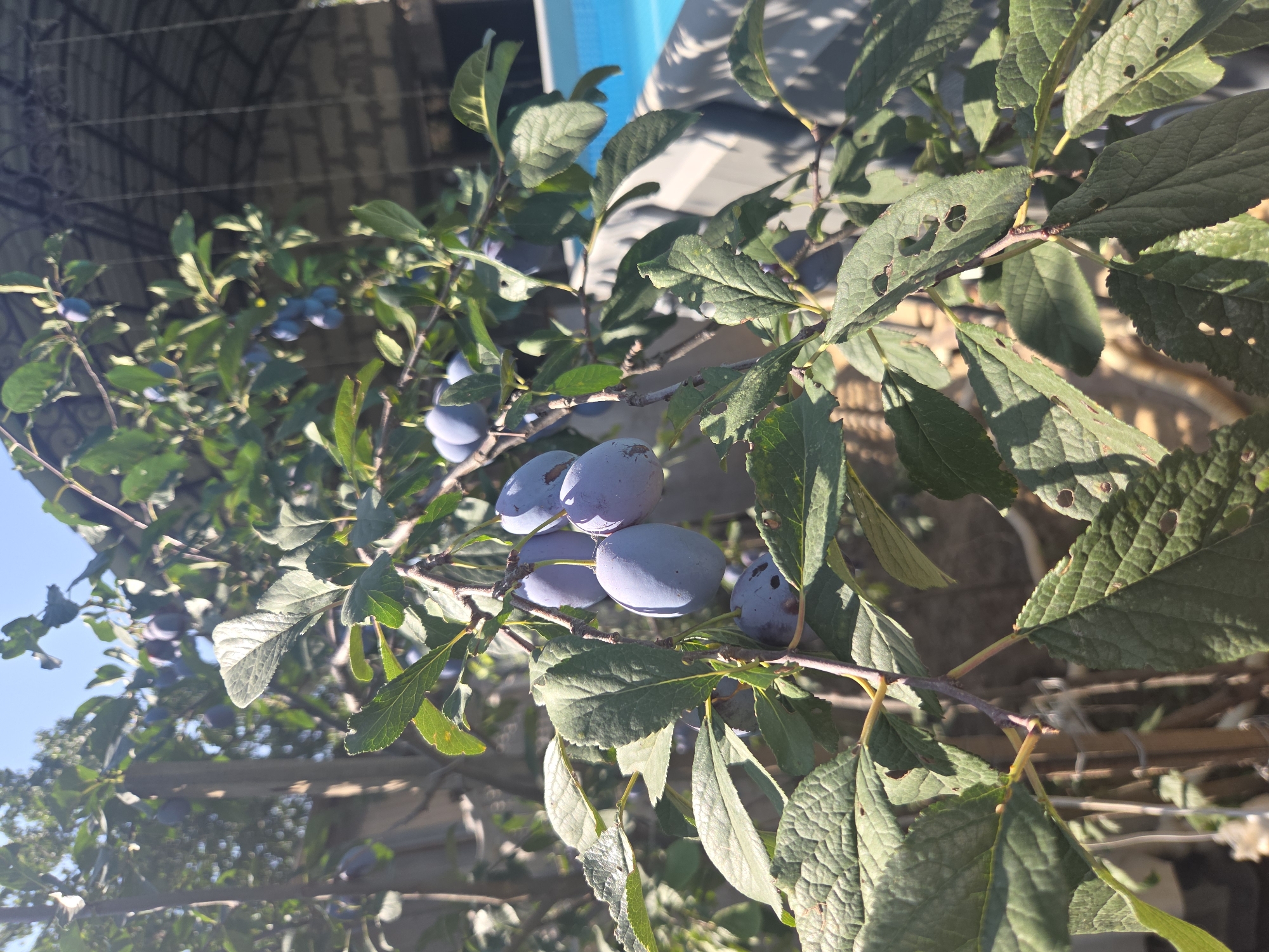 In Shymkent, Kazakhstan, a close-up shot captures a branch laden with ripe plums on a tree. The plums are a deep purple-blue hue, some partially obscured by lush green leaves. The sunlight illuminates the scene, casting dappled shadows and highlighting the texture of the leaves, many of which show small perforations. In the background, a light blue swimming pool is visible, bordered by a greyish-white structure, and a textured brick wall with a dark, ornate metal roof overhang. The overall impression is of a sunny, warm day in a backyard setting.
