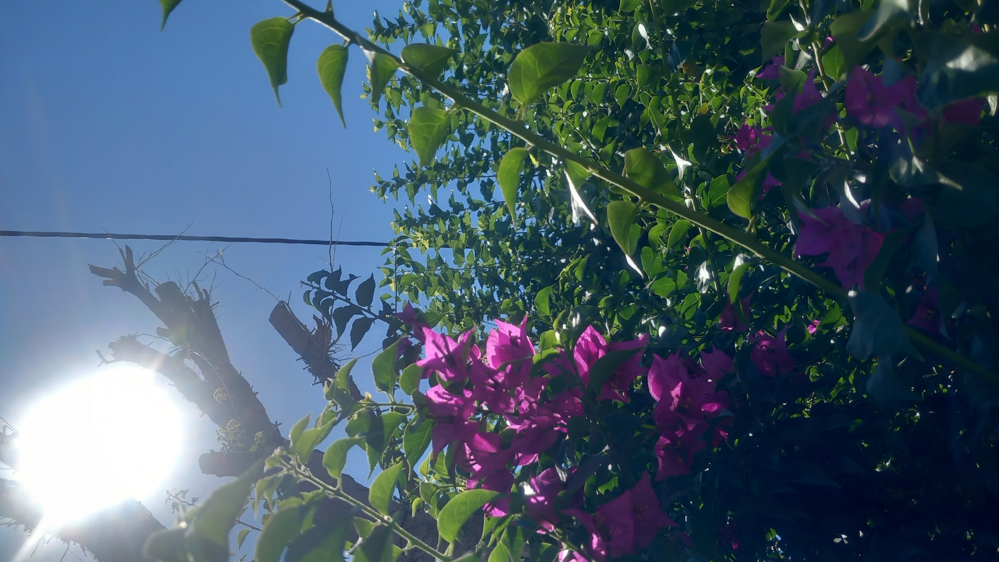 The image captures a sun-drenched outdoor scene with a clear blue sky dominating the upper portion. In the foreground, vibrant pink bougainvillea flowers bloom amidst lush green foliage. A bare, gnarled tree branch, silhouetted against the bright sun, extends from the upper left, suggesting a possibly arid or neglected area. A thin, dark vertical line, possibly a wire or a pole, cuts through the sky on the right side of the frame. The overall impression is one of natural beauty illuminated by strong sunlight. The location is specified as Kos, Greece, suggesting a Mediterranean setting. There are no people or animals visible in the image. The scene appears to be a still shot, capturing a moment in time.
