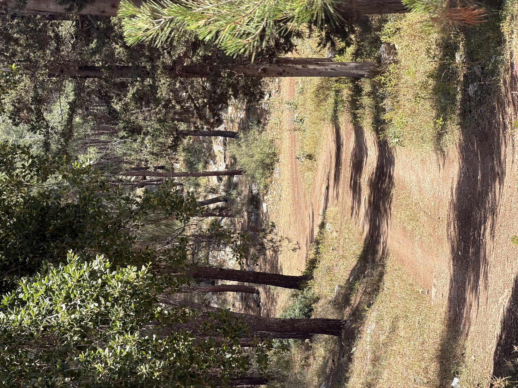 The image shows a dirt path winding through a forest or wooded area. The location is Zvulun Regional Council, Israel. The path is lined with trees and vegetation. Shadows from the trees fall across the path. The scene is outdoors during daylight. There is no indication of people or animals in the immediate view. The general environment appears natural with trees and soil with various vegetation.
