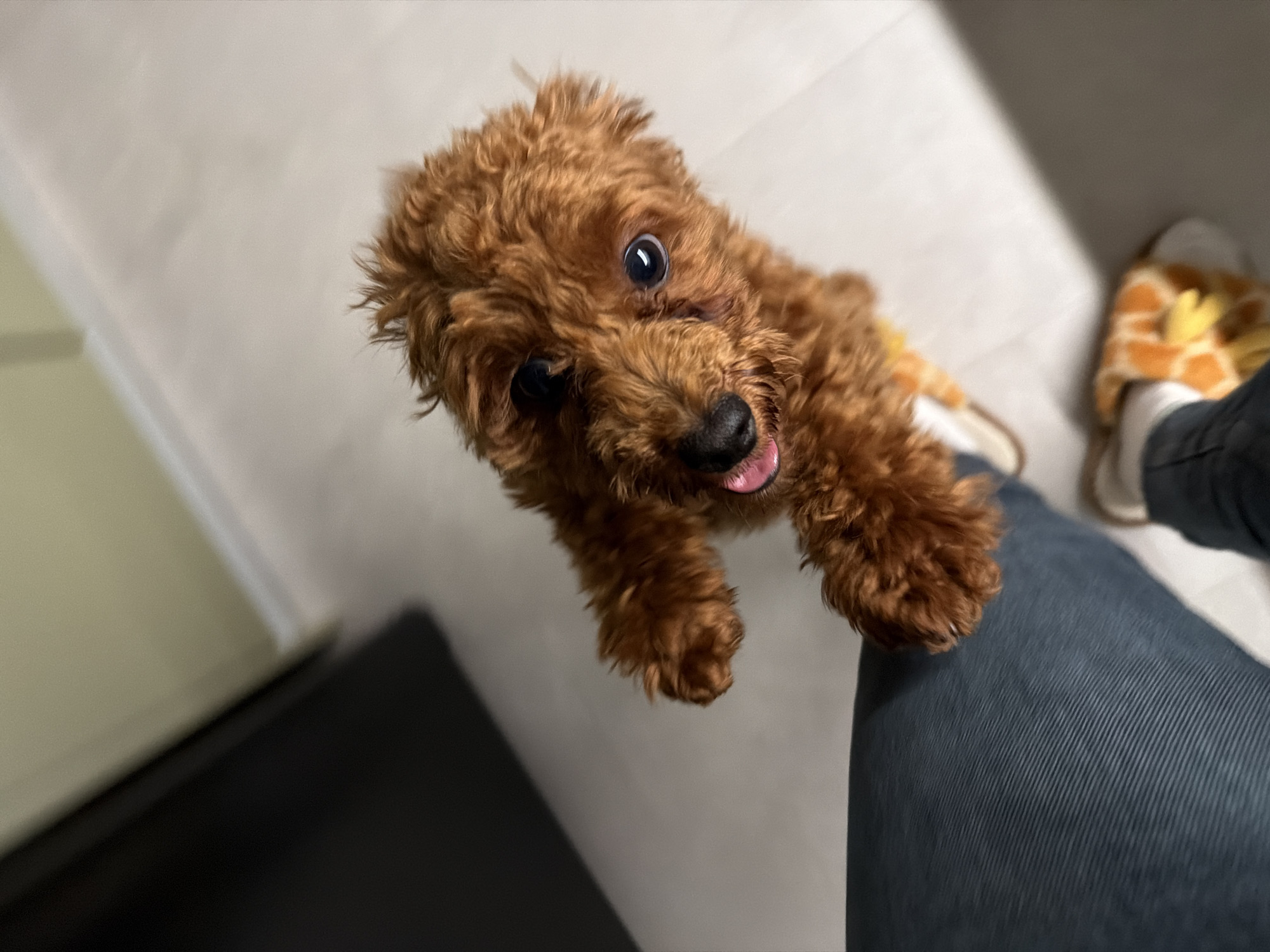 A low-angle, eye-level full shot captures a small, reddish-brown poodle standing on its hind legs. The dog is positioned in the center of the frame, looking directly at the camera with its tongue slightly out. Its fur is curly and appears somewhat tousled. The poodle's front paws are reaching forward, resting on the dark blue, ribbed fabric of a person's pants. This person is only visible from the waist down, wearing the pants and a pair of giraffe-patterned slippers.
The background consists of a light-colored, possibly tiled or linoleum floor, with a dark shadow cast from the left side of the frame, suggesting an artificial light source. The overall environment appears to be an indoor domestic setting. There is no discernible information indicating the location in the city of Sofia, Bulgaria.