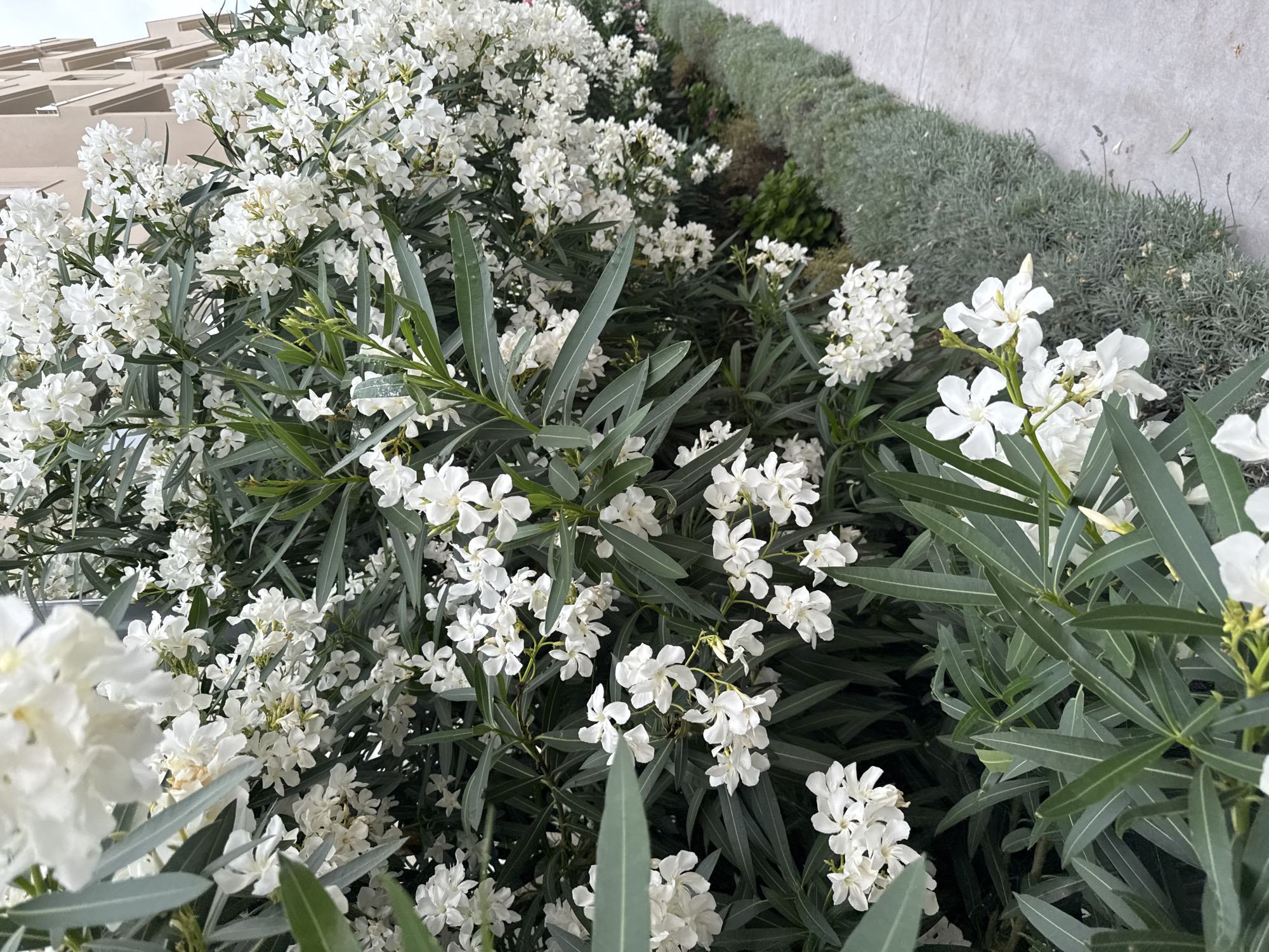 This media file showcases a close-up view of a lush, flowering bush with numerous delicate white blossoms. The flowers are clustered together on stems, creating a vibrant and abundant display. The leaves of the plant are long, slender, and a muted green, providing a backdrop to the white flowers. In the background, there is a blurred element that appears to be a modern building with an angular, patterned facade, rendered in muted beige tones. To the right of the flowering bush, there is a line of low-lying, grey-green foliage, possibly a type of herb or shrub, and a plain concrete wall. The lighting suggests it is daytime, with diffused light, indicating overcast weather or it could be shade. The scene appears to be an outdoor setting, possibly a garden or a landscaped area adjacent to a building. There are no people or animals visible in the frame. The overall impression is one of natural beauty and tranquil landscaping. The location context provided is Boreti, Montenegro. There is no visible text in the image.