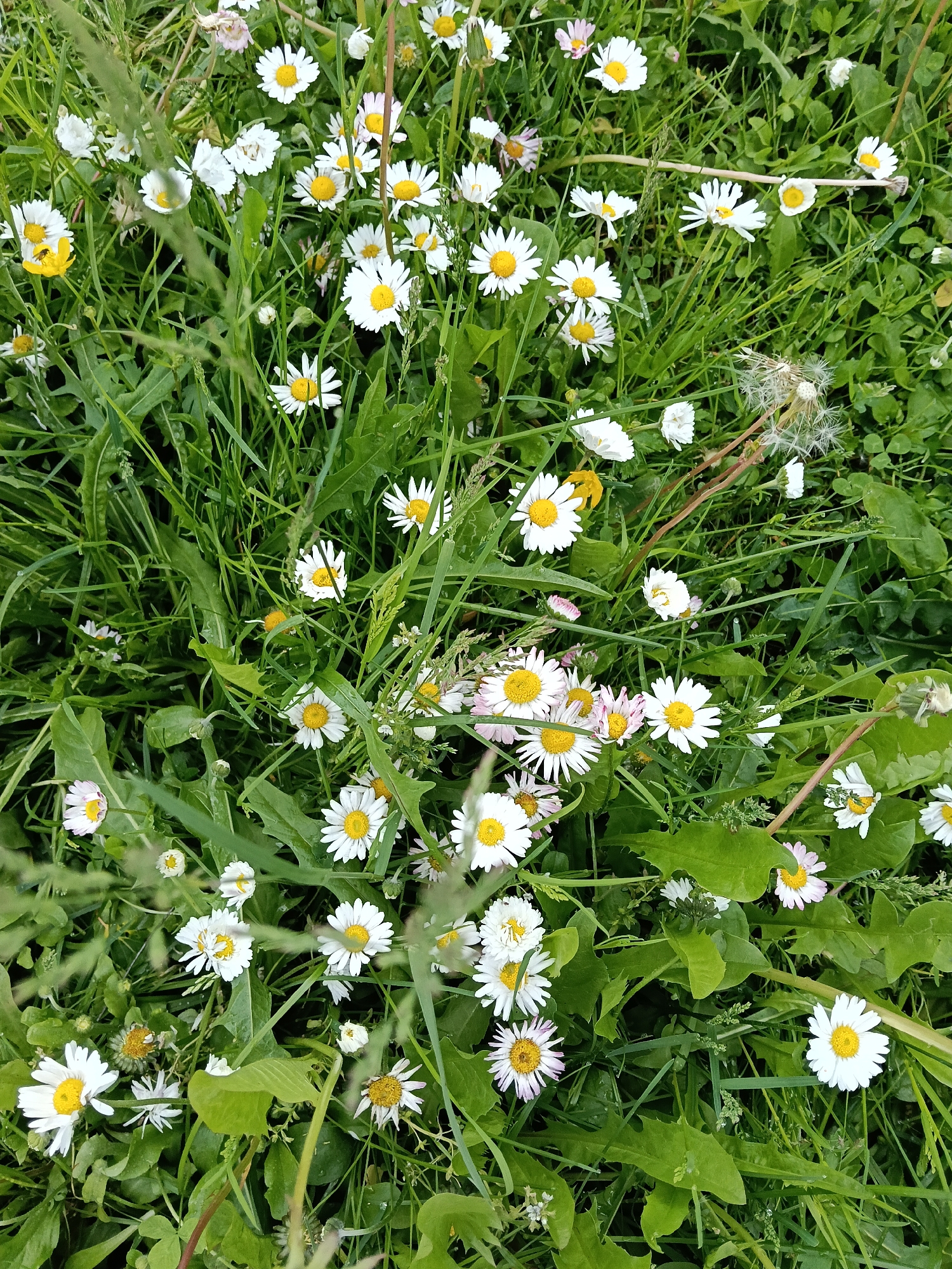 The image shows a field of daisies and mixed grasses. The daisies are mostly white with yellow centers. The grasses are various shades of green. One dandelion is present with a visible seed head. The location of Красный Маяк, Russia is not evident from the visual data and, therefore, not possible to confirm.