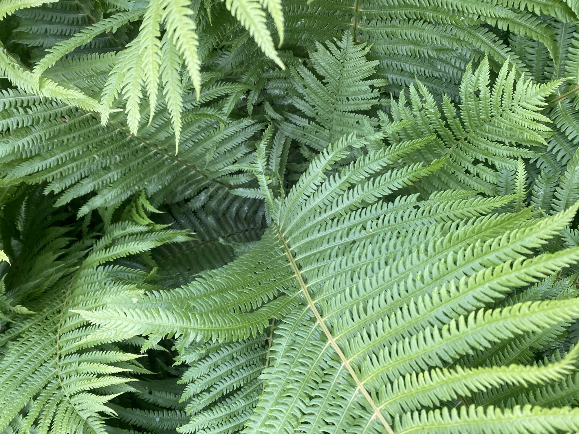 A close-up, overhead shot captures a dense cluster of vibrant green fern fronds in Lindo-Pustyn', Russia. The fronds are finely serrated, with numerous small leaflets branching off the central stems, creating a rich, textured pattern. The lighting highlights the dew or water droplets clinging to the leaves, adding a glossy sheen. No people or animals are visible in the frame. The environment appears to be a natural, possibly shaded, outdoor setting.