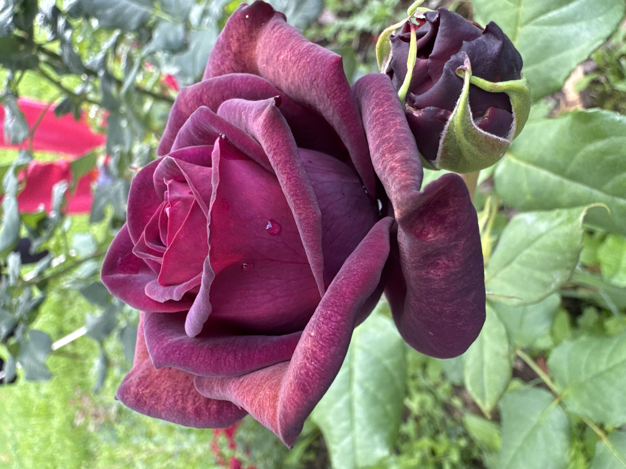 This close-up, eye-level shot focuses on a deep crimson rose in full bloom, its velvety petals unfurling. Accompanying the open rose is a dark, nearly closed bud, with hints of green sepals peeking out. Tiny water droplets glisten on the petals, suggesting recent rain or dew. The background is a soft blur of green foliage and hints of brighter red, possibly from other flowers or garden elements. The lighting appears natural, with soft shadows, hinting at an overcast day or the shade of a garden. The overall mood is serene and natural, highlighting the delicate beauty of the rose. No text is visible. The location is identified as Steklyannyi, Russia.
