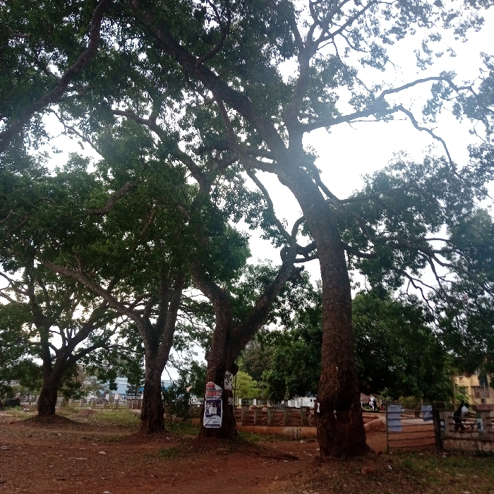 This image depicts a daytime scene in Nsukka, Nigeria, characterized by an open, unpaved area dominated by multiple mature trees. The foreground consists of reddish-brown earth, indicative of dry soil. Four large, deciduous trees with thick, dark-barked trunks and dense green foliage occupy the mid-ground, their canopies extending into the upper frame and largely obscuring the bright, possibly overcast sky.
Two of the trees in the center feature affixed posters. The tree second from the left bears a light-colored poster with dark text and graphics, while the tree third from the left displays a prominent white poster with a dark image and text, accompanied by a smaller white poster beneath it.
Behind the line of trees, a low, decorative barrier or fence with light-colored posts and darker rails spans horizontally. Beyond this barrier, on the right side of the frame, two individuals are seated on a bench or low wall; one is wearing a light-colored top. Further to the left, another individual is partially visible standing or moving. In the background, buildings are discernible; a light-colored structure with a dark roof is visible on the far left, and a multi-story building with reddish-brown walls is on the far right. A utility pole is also visible between the two rightmost trees. The lighting is bright and diffuse, casting minimal distinct shadows.