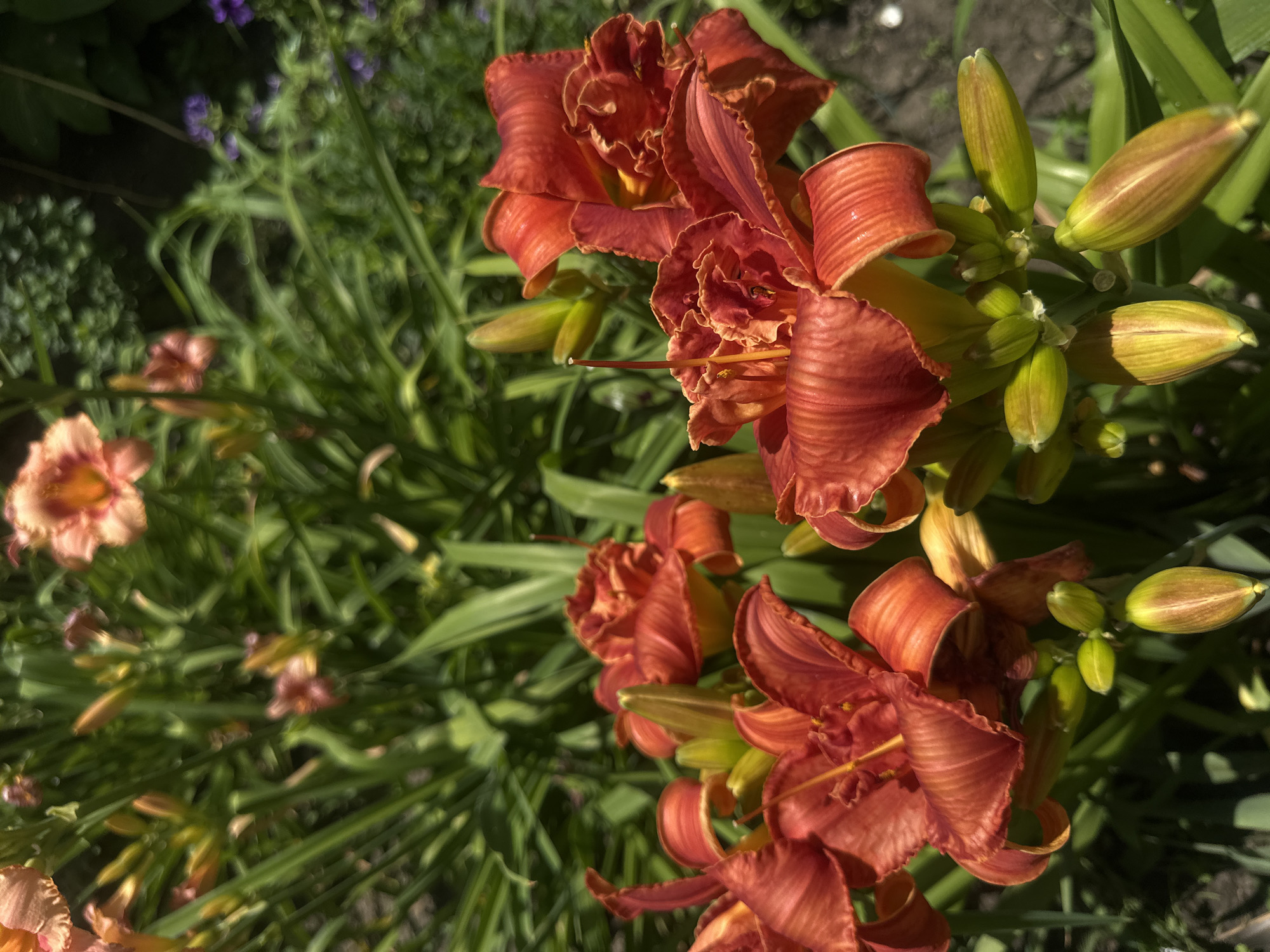 This media file captures a close-up view of blooming orange daylilies in a garden setting, likely during daytime given the bright lighting. The foreground is dominated by several vibrant orange lilies, their ruffled petals and delicate stamens clearly visible. Some of the lilies are fully open, while others are in bud stage, showing clusters of green buds. The background consists of lush green foliage, typical of a garden. Faint hints of purple flowers and lighter orange lilies can be seen in the softer-focused background, adding depth and color variation to the scene. The lighting suggests a sunny day, casting shadows and highlighting the textures of the petals. No text is visible in the image. The overall impression is one of natural beauty and the flourishing of summer blooms in a garden. The location context provided, Lobacheve, Ukraine, suggests this is a scene from that region.