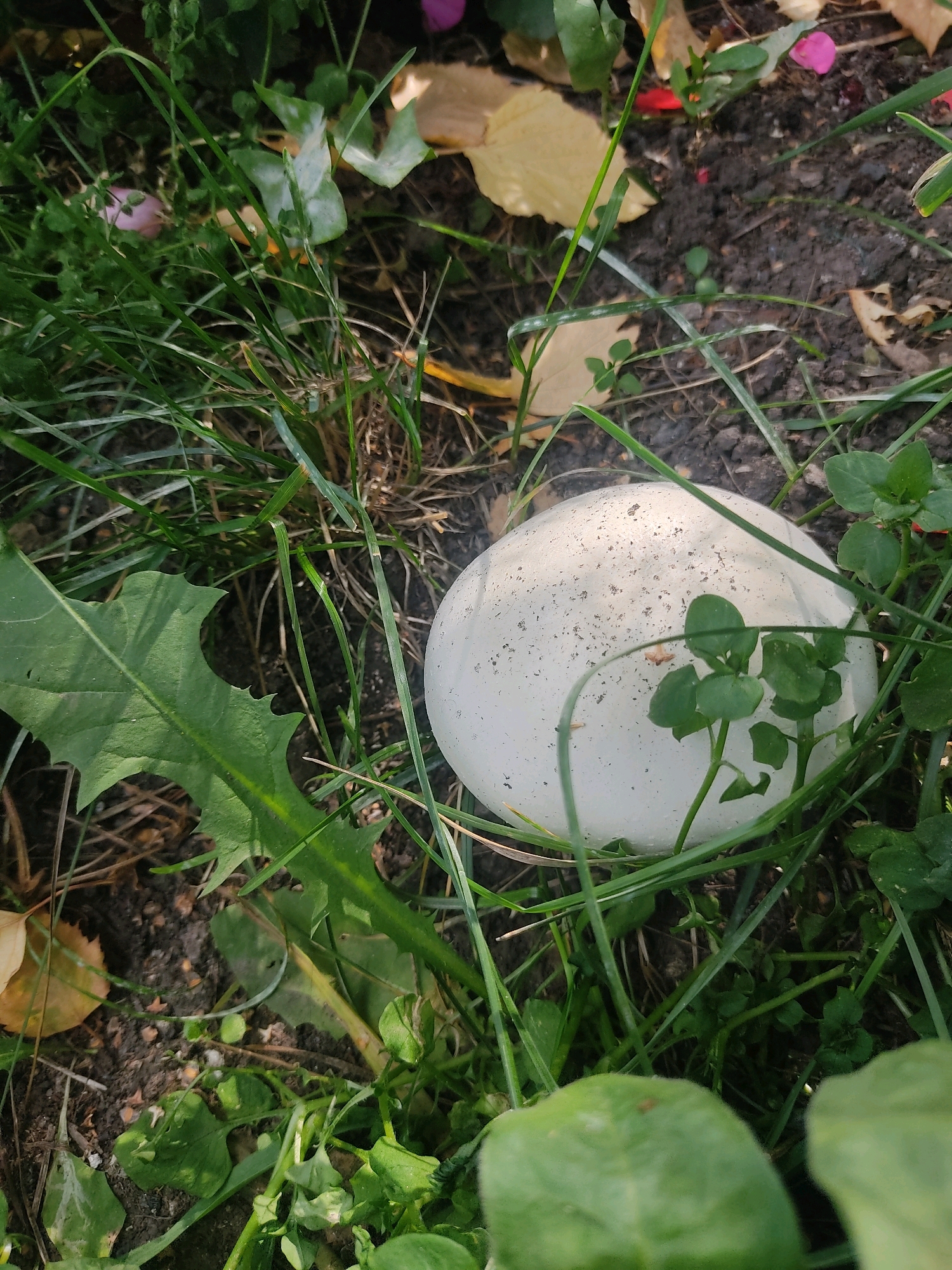 A single, white, spherical mushroom is partially obscured by green grass and leaves in the soil. The mushroom's surface is speckled with dark dots. In the background, fallen yellow and pink leaves are scattered on the dark soil. The scene appears to be a natural outdoor environment, possibly a garden or a wooded area. The location of Разин ауылдық округі, Kazakhstan is noted as the setting.