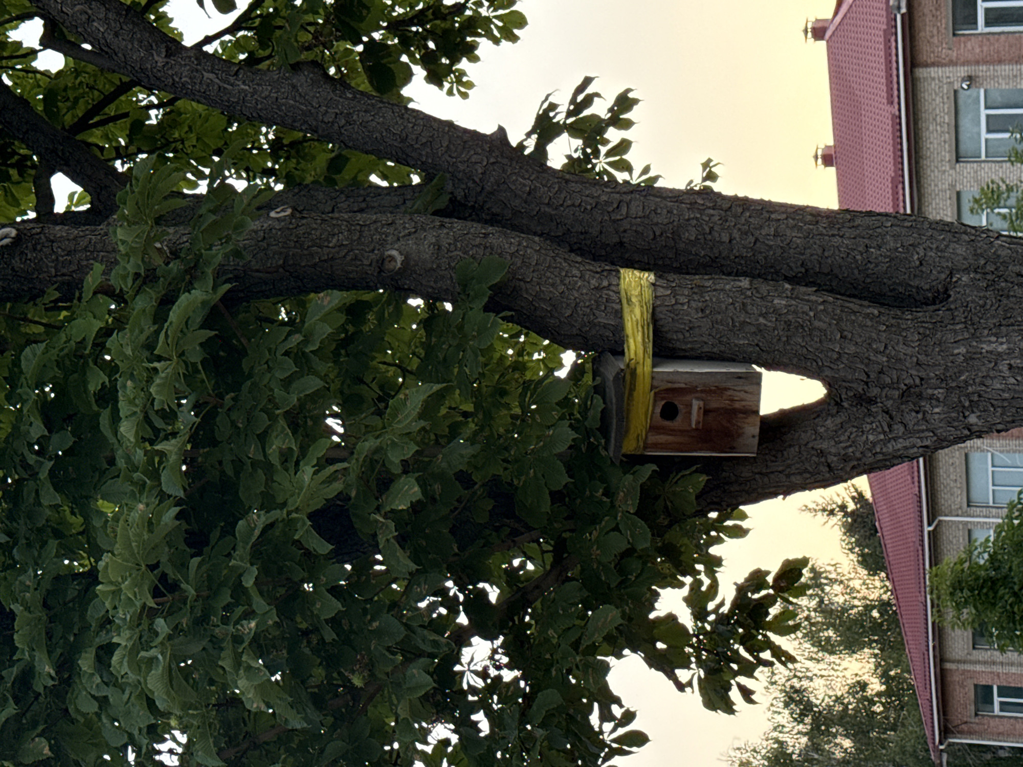The image shows a birdhouse attached to a tree with yellow tape. The tree is in front of a brick building with a red tiled roof. Trees and a light sky are visible in the background. The scene is likely outdoors, and it is daytime.