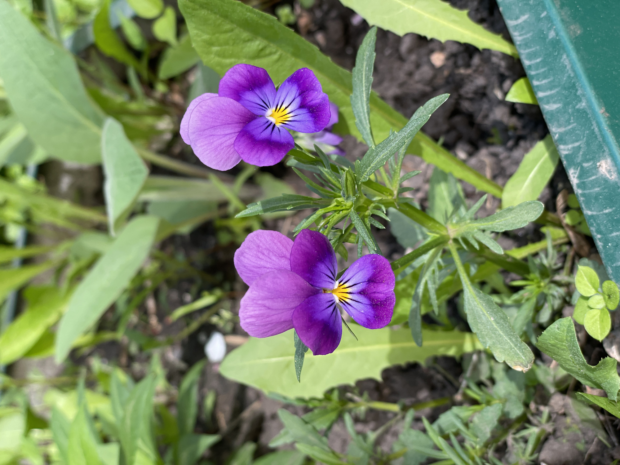 This close-up image displays two vibrant purple and yellow pansy-like flowers, possibly wild pansies (Viola tricolor) or a similar viola species, growing in an outdoor garden in Zheleznogorsk, Russia. The flowers are the primary subjects, presented sharply in focus against a softly blurred background of green foliage and dark soil.
Both flowers exhibit a similar coloration: two upper petals are a lighter shade of purple, while the three lower petals are a deeper, richer purple with distinct black veins radiating from a bright yellow center. The upper flower shows small white particles, possibly pollen or dust, on its dark purple petals. The flowers are supported by slender green stems with small, narrow leaves.
Surrounding the flowers is a mix of other green plant life, some in focus, revealing serrated edges and textured surfaces, while others are softly blurred, contributing to the depth of field. The background consists of dark, earthy soil interspersed with more green foliage. On the far right, a segment of a muted green, rectangular object, likely a garden planter or border, is partially visible.
The scene is brightly lit by natural daylight, suggesting it is daytime. No people or specific activities are depicted. The overall impression is one of natural beauty and botanical detail in a garden setting. There is no visible text in the image.