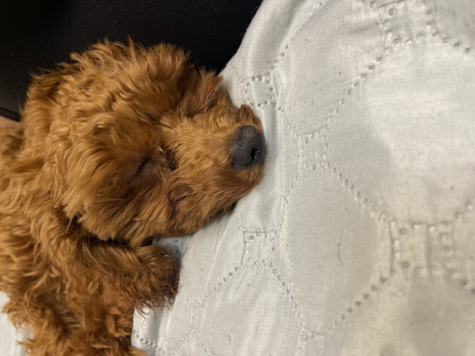 A close-up, overhead shot captures a sleeping toy poodle on a light-colored, patterned fabric. The dog, with its reddish-brown, curly fur, is resting its head, revealing its dark nose and closed eyes. The fabric beneath the dog has a subtle diamond pattern with small, stitched dots. The background includes a dark surface, possibly a couch or chair. The image quality suggests it was taken with a handheld device in an indoor setting. No specific location in Sofia, Bulgaria can be determined from the visual information provided.