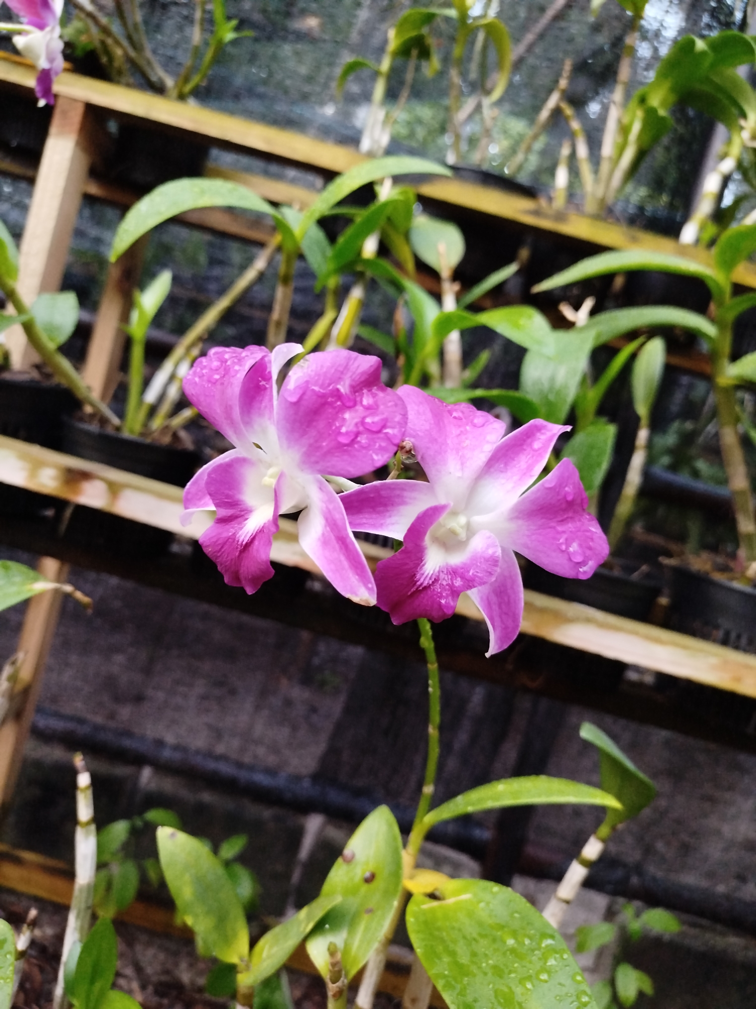 Two purple and white orchids are in bloom, with water droplets on their petals. They are part of a larger display of orchids in pots, arranged on wooden shelves. The background is blurred, suggesting an outdoor setting, possibly a greenhouse or garden. The overall scene is one of natural beauty. The location is identified as Kendhoo, Maldives.
