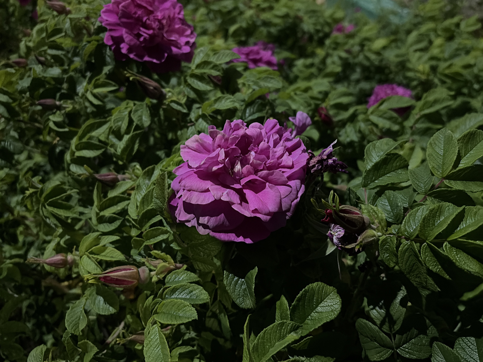 This image, captured in Новинки, Russia, displays a dense rose bush in natural light. The primary subjects are multiple fuchsia-colored, double-petaled roses at various stages of development. Two fully bloomed roses are prominent: one centered on the left, and another in the upper-right quadrant. Scattered throughout the green foliage are several tightly closed rosebuds, some exhibiting hints of red-pink coloration. A partially withered or senescent bloom is visible near the base of the central-left rose. The leaves are a dark green, textured, and densely packed, creating a full appearance for the bush. Strong directional sunlight illuminates portions of the foliage and petals, creating areas of bright highlight and deep shadow within the bush. The background consists of out-of-focus green foliage, suggesting more of the plant or similar vegetation. No individuals or man-made objects are distinctly identifiable beyond the plant itself.