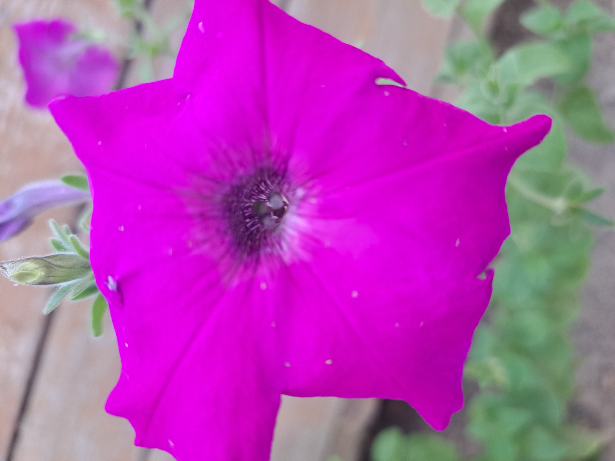 A close-up, eye-level, vertical, full shot captures a vibrant magenta petunia flower in bloom. The flower's trumpet-shaped corolla, with its ruffled edges, dominates the foreground, its petals displaying a gradient of color from deep magenta at the center to a lighter hue towards the edges. Small, water droplet-like specks are visible on the petals. The center of the flower is dark, with visible stamens. In the background, blurred green foliage and a portion of a wooden plank surface are visible. The scene is likely outdoors, with the wooden surface suggesting a garden setting or planter box. The location is Vypasne, Ukraine.