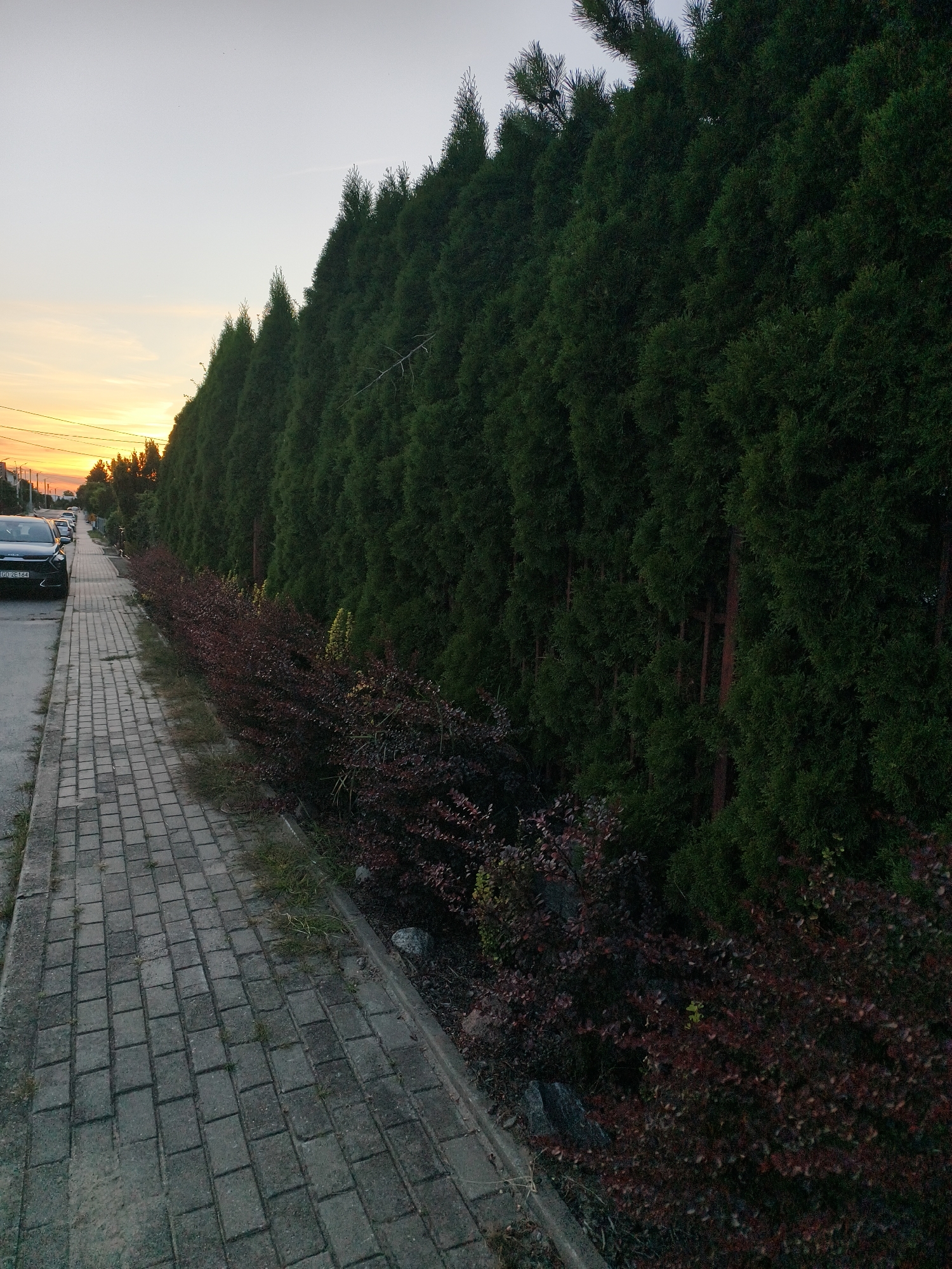 The image depicts a residential street in Tczew, Poland, lined with a tall, dense hedge of evergreen trees. A paved sidewalk runs along the left side of the street, with a parked black car visible on the road. In the foreground, a row of dark red, leafy bushes borders the sidewalk and the hedge. The sky shows the soft hues of sunset.