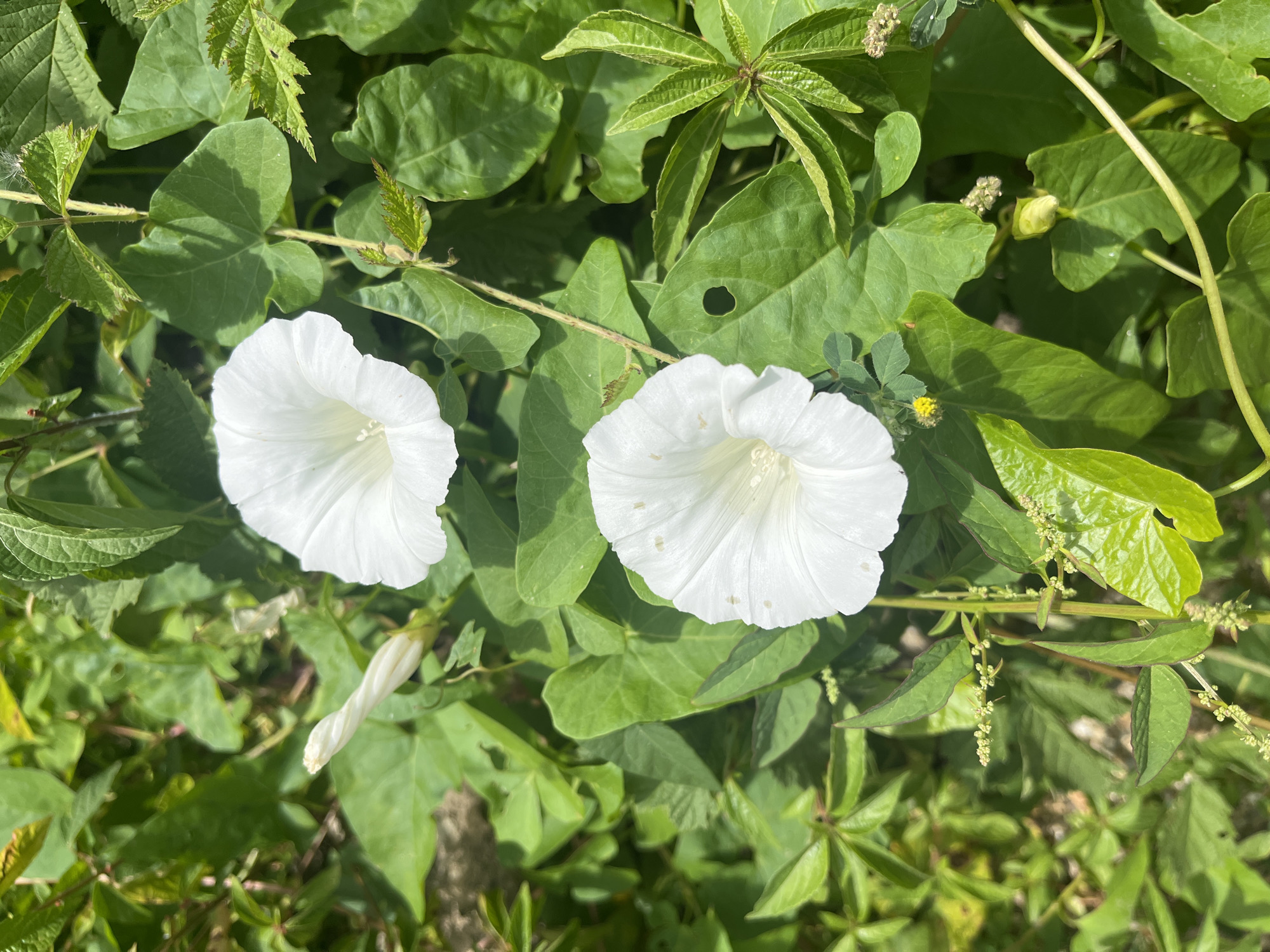 In the city of Khadyzhensk, Russia, two white bindweed flowers are in full bloom amidst lush green foliage. One flower is positioned in the upper right quadrant of the frame, while the other is in the lower center. A tightly furled bindweed bud is visible to the left of the upper flower. The surrounding leaves are vibrant green and appear healthy. The overall scene suggests a natural outdoor setting, likely a garden or wild growth area, bathed in daylight.