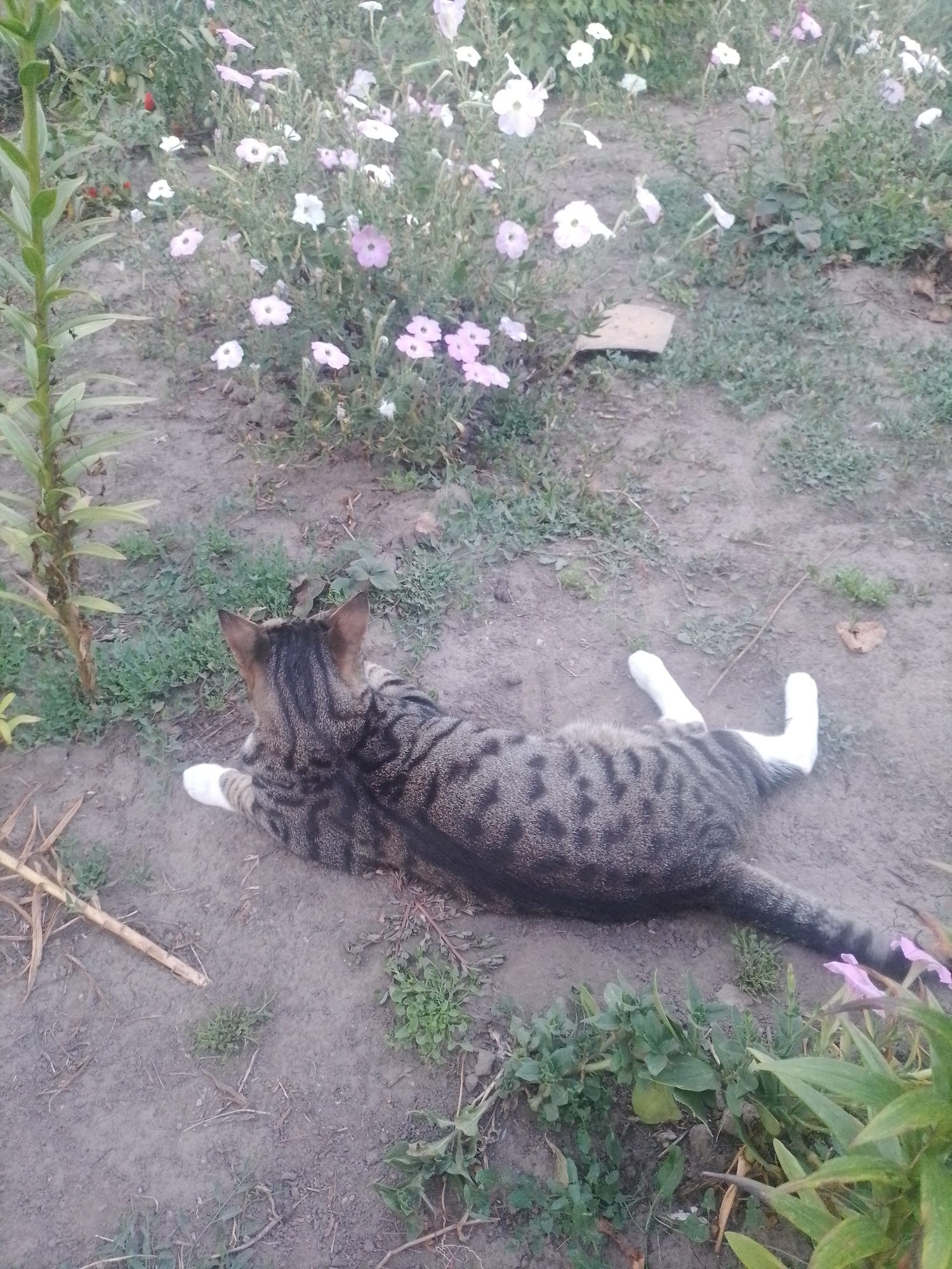 In Ustyvytsia, Ukraine, a tabby cat is lying on its stomach on the ground, with its hind legs extended behind it. The cat has white paws. In the background, there are several flowering plants, predominantly in shades of pink and white, interspersed with green foliage. The ground appears to be soil and dirt, with some scattered dry leaves and twigs. To the left of the cat, a tall green plant with long leaves stands vertically.
