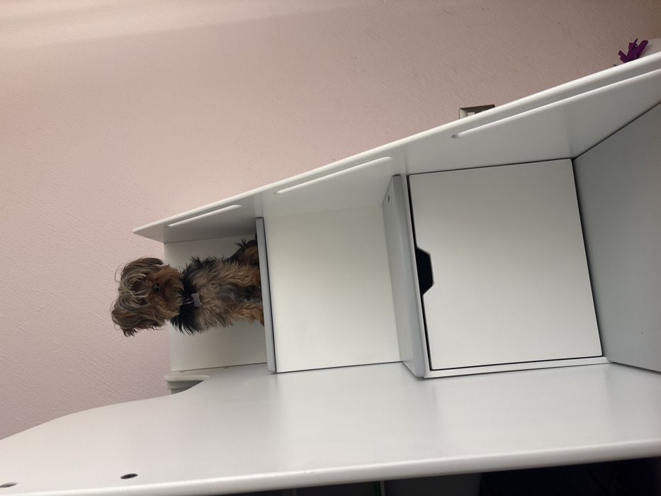 A Yorkshire Terrier dog, displaying shaggy brown and black fur, sits upright on the second step of a white, multi-tiered furniture unit. The dog wears a dark collar with a light-colored identification tag. The furniture unit features grey step surfaces and integrated storage, including a white drawer with a dark recessed handle visible on the lowest level. The background consists of a textured, light pink wall. The scene is indoors.