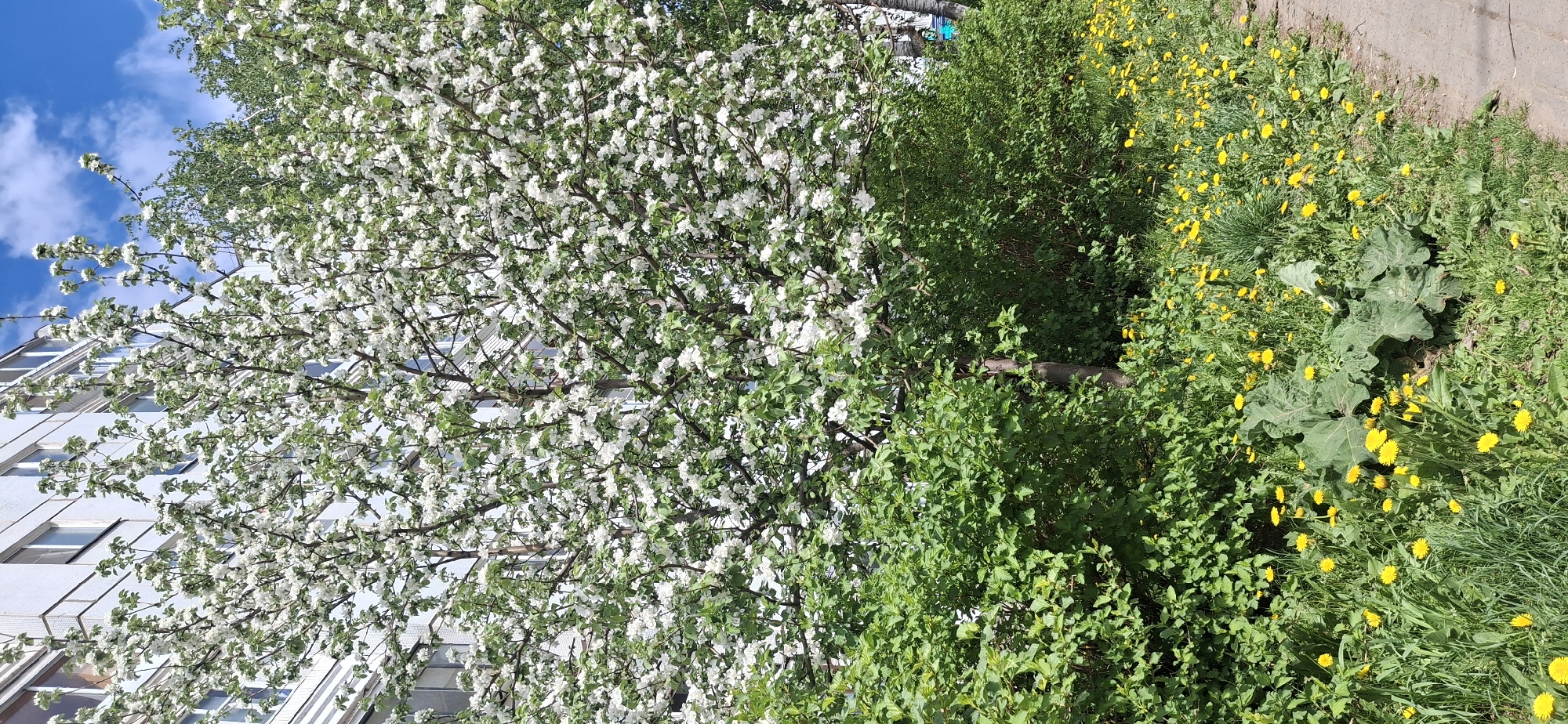 The image depicts a scene in Chaikovsky, Russia, featuring a blooming tree with white flowers covering a building on the left. A dense green shrubbery sits adjacent to the tree, with a patch of yellow dandelions growing near a sidewalk. The sky is visible in the upper left corner with a few white clouds. The scene portrays a typical urban landscape with natural elements.
