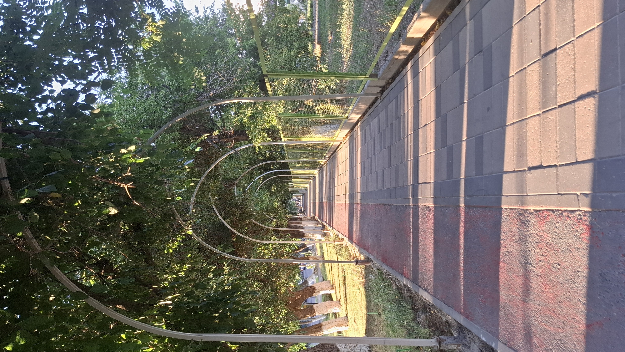 The image depicts a tree-lined pedestrian walkway with an overhead archway structure, likely an arbor, in Shymkent, Kazakhstan. The walkway is paved with rectangular tiles and a red-colored strip runs along the left side, possibly indicating a bike lane or a jogging path. The trees on the left have white-painted trunks, a common practice in urban areas to protect them. A green metal fence runs along the right side of the walkway, bordering a grassy area. The sun is casting long shadows across the path, suggesting it is either early morning or late afternoon. In the distance, several people can be seen walking along the path, and a street with vehicles is visible beyond the trees on the left. The overall scene is one of a well-maintained public space designed for recreation and pedestrian movement.