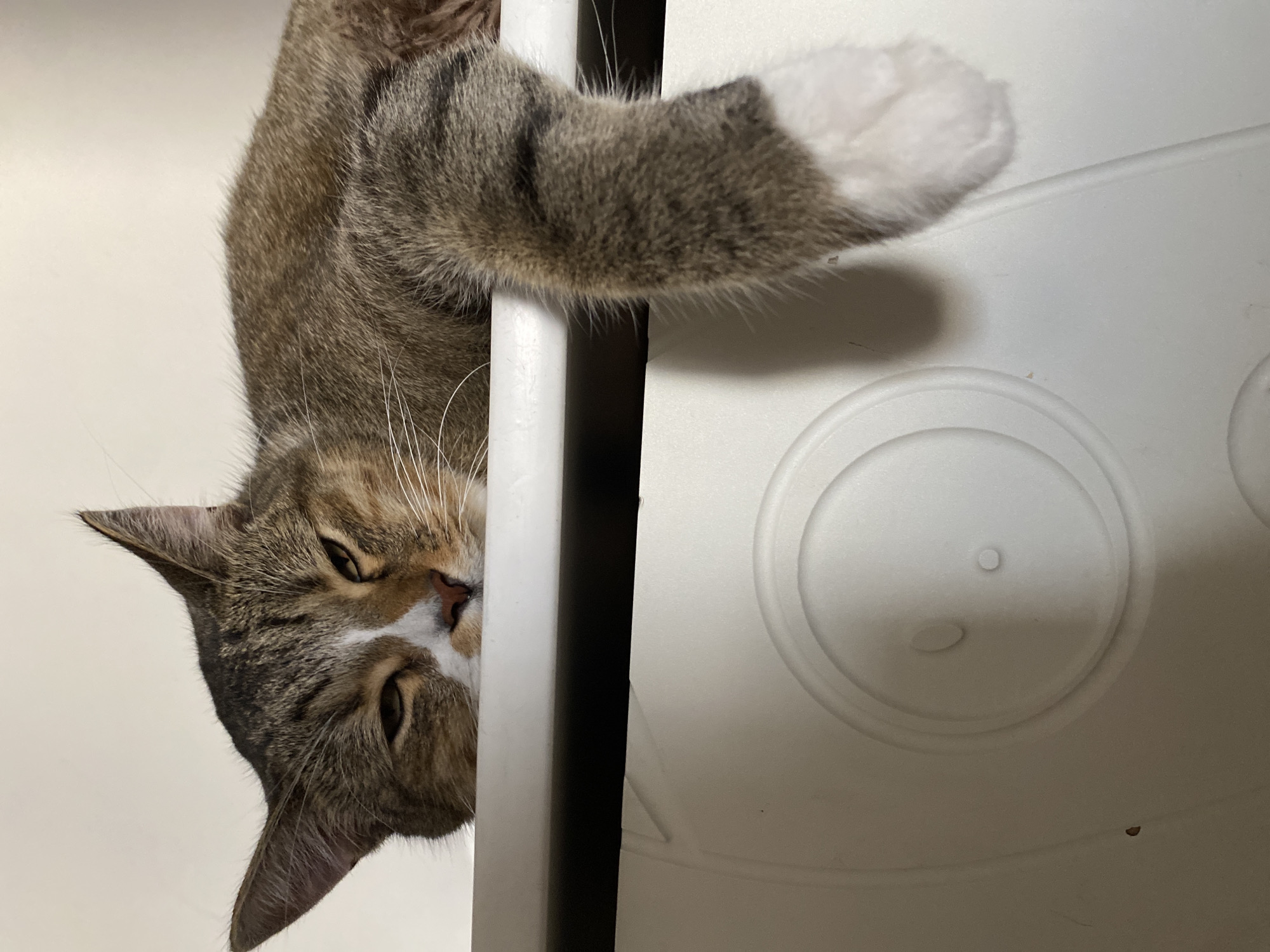 A tabby cat is hanging upside down from a white structure, with its body extending from the top left to the bottom center of the frame. The cat has striped brown and gray fur, with a white chest and paws. Its eyes are partially closed, giving it a sleepy or relaxed expression. One of its front paws, which is white, is resting on the white structure to the right. The background is a plain, light-colored wall. The scene appears to be indoors.