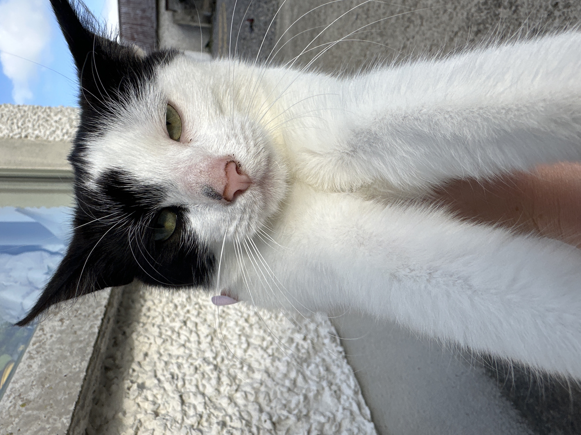 The image features a close-up, eye-level shot of a black and white cat being held by a person's hands, which are visible in the lower portion of the frame. The cat is positioned in the foreground, facing the camera with its head tilted slightly. Its fur is predominantly white with distinct black markings on its head, ears, and a patch over its left eye. The cat's eyes are open and appear to be green. Its nose is pink, and long white whiskers extend from its muzzle. A small pink object, possibly an earring or tag, is visible on the cat's left ear.
The background consists of a textured, light-colored wall on the left side, which appears to be part of a building. To the right of the wall, a blurred view of buildings with red roofs and a cloudy blue sky can be seen, suggesting an outdoor setting. The ground beneath the cat appears to be paved. The lighting suggests it is daytime, with sunlight casting shadows and highlighting the cat's fur. The overall environment suggests a rural or semi-rural location. The image does not contain any explicit markers or elements that definitively place it within Moortown, Ireland, but the context provided suggests this as the location.