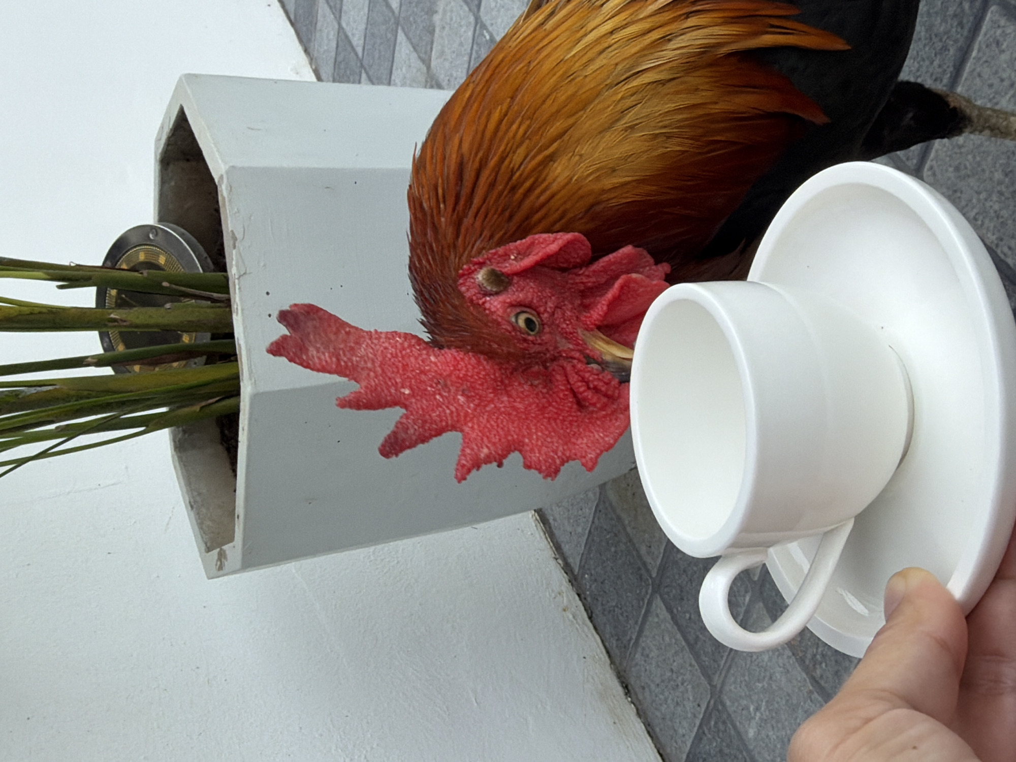 In Baan Bo Phut, Thailand, a rooster with vibrant orange and brown plumage is positioned behind a white ceramic coffee cup and saucer. The rooster's red comb and wattle are prominent. The cup and saucer are held by a hand that is partially visible in the lower left corner of the frame. The scene takes place outdoors, on a tiled surface, with a white textured wall in the background and a large hexagonal planter containing green stalks of a plant and a small solar light.