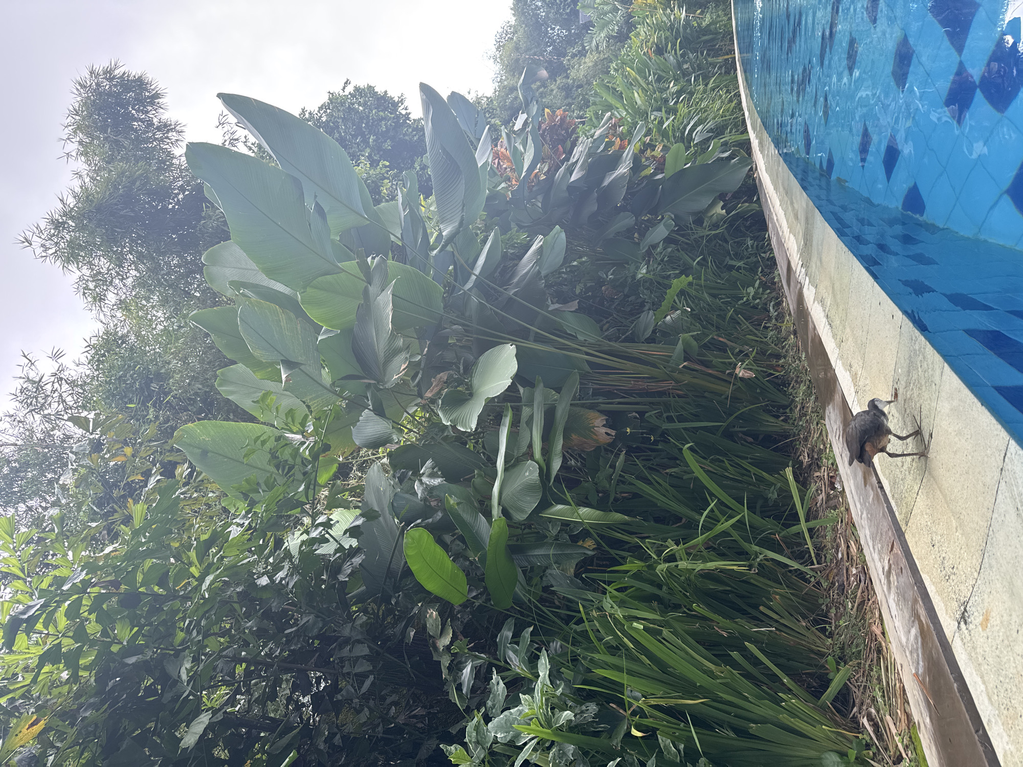 The image depicts a lush, tropical scene in Nusa Dua, Indonesia, juxtaposed with a man-made structure. In the foreground, a portion of a swimming pool is visible, with blue patterned tiles and a concrete edge. Perched on the edge is a dark-colored bird. The background is dominated by dense vegetation, including tall grasses, various green plants, and trees. The scene is bathed in soft, diffused light, suggesting an overcast day.