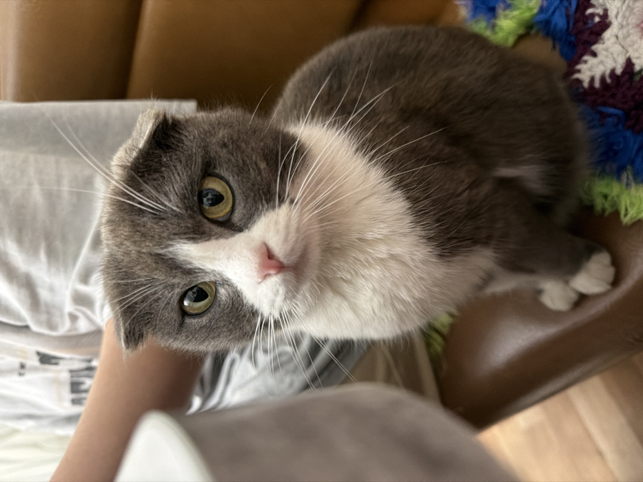 The image displays a domestic indoor scene in Komsomolskiy, Russia. A Scottish Fold cat, predominantly grey with white markings on its face, chest, belly, and paws, occupies the center of the frame. The cat possesses characteristic folded ears, a pink nose, and light green-yellow eyes. It is seated upright on a brown, upholstered surface, likely a chair or cushion. To the cat's right, a multi-colored crocheted item, featuring distinct squares of white, purple, blue, and green, is partially visible. In the blurred background, a person wearing a light-colored t-shirt with dark text or graphics is partially visible, along with a bare arm. A light-colored, out-of-focus object, possibly a mug or a table edge, is visible to the left. The cat is facing directly forward, making eye contact with the camera.