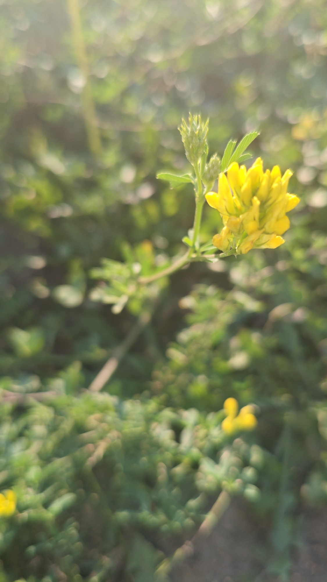 This is a close-up, eye-level, outdoor shot of a bright yellow flower in bloom, set against a blurred background of green foliage. The flower is the primary subject, appearing somewhat densely packed with small petals and a hint of a green stem and leaf. The lighting suggests it is daytime, with a soft glow filtering from the upper left, creating bokeh effects in the background. The overall impression is one of natural beauty, likely in a park or garden setting. There is no indication of Serebriansk, Kazakhstan, or any specific urban features.