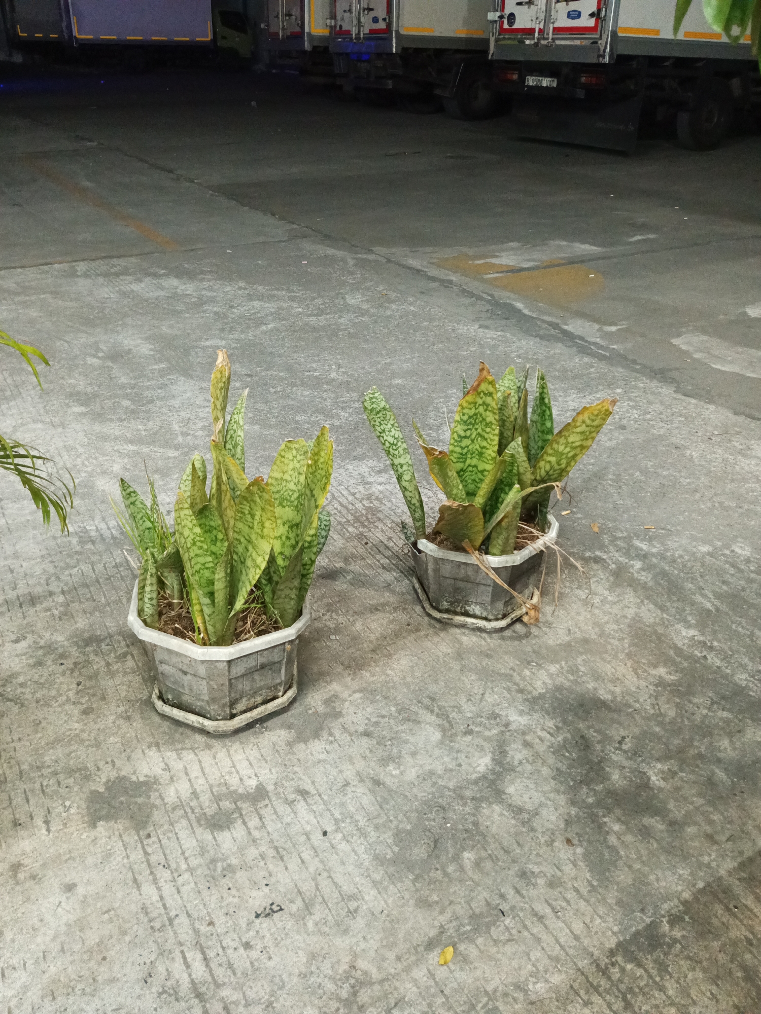 Two potted snake plants (Sansevieria trifasciata) are positioned on a concrete surface. The plants are in a grey, octagonal pot with a textured, possibly distressed finish, and a slightly raised edge around the base. One plant is slightly larger and more established than the other, with some browning on the leaf tips. The concrete surface appears worn, with visible cracks and stains, suggesting an outdoor or industrial setting. In the background, the rear section of a white truck with a refrigerated container is visible. The truck's license plate is partially obscured, but the numbers "B 9584 DXO" are legible. The lighting suggests it is nighttime or dusk, with artificial lights illuminating the scene. The environment is likely an industrial area, parking lot, or loading dock in Makassar, Indonesia, given the context of the trucks and concrete surfacing. There are no people or animals visible in the image.