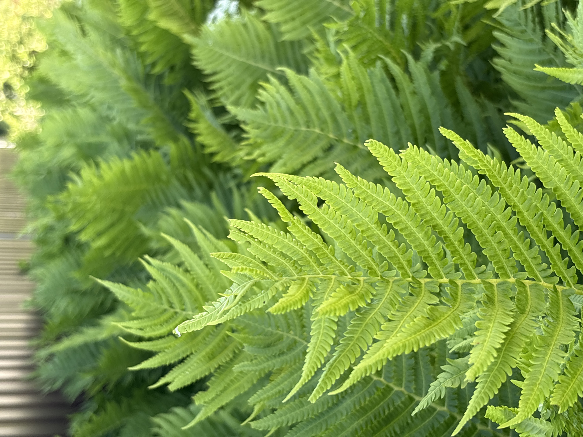 This media file is a close-up, eye-level, horizontal shot of lush, vibrant green fern fronds. The image is dominated by the intricate, feathery texture of the leaves, which are sharply in focus in the foreground and gradually soften into a blur in the background. The lighting suggests it is daytime, with soft, natural light illuminating the foliage. The overall impression is one of natural beauty and abundance, evoking a sense of tranquility.
In the lower left corner, there are faint horizontal lines that might suggest a wooden surface or fence, providing a subtle hint of a structured setting within the natural environment. The background consists of more fern foliage, creating a dense, layered effect. There are no people or animals visible, and no text is present in the image. The scene appears to be an outdoor setting, likely a garden or woodland area, given the dense growth of ferns. The colors are primarily shades of green, with some lighter, almost yellow-green hues where the light catches the edges of the fronds. The impression is one of freshness and vitality, characteristic of a healthy, thriving plant environment.
