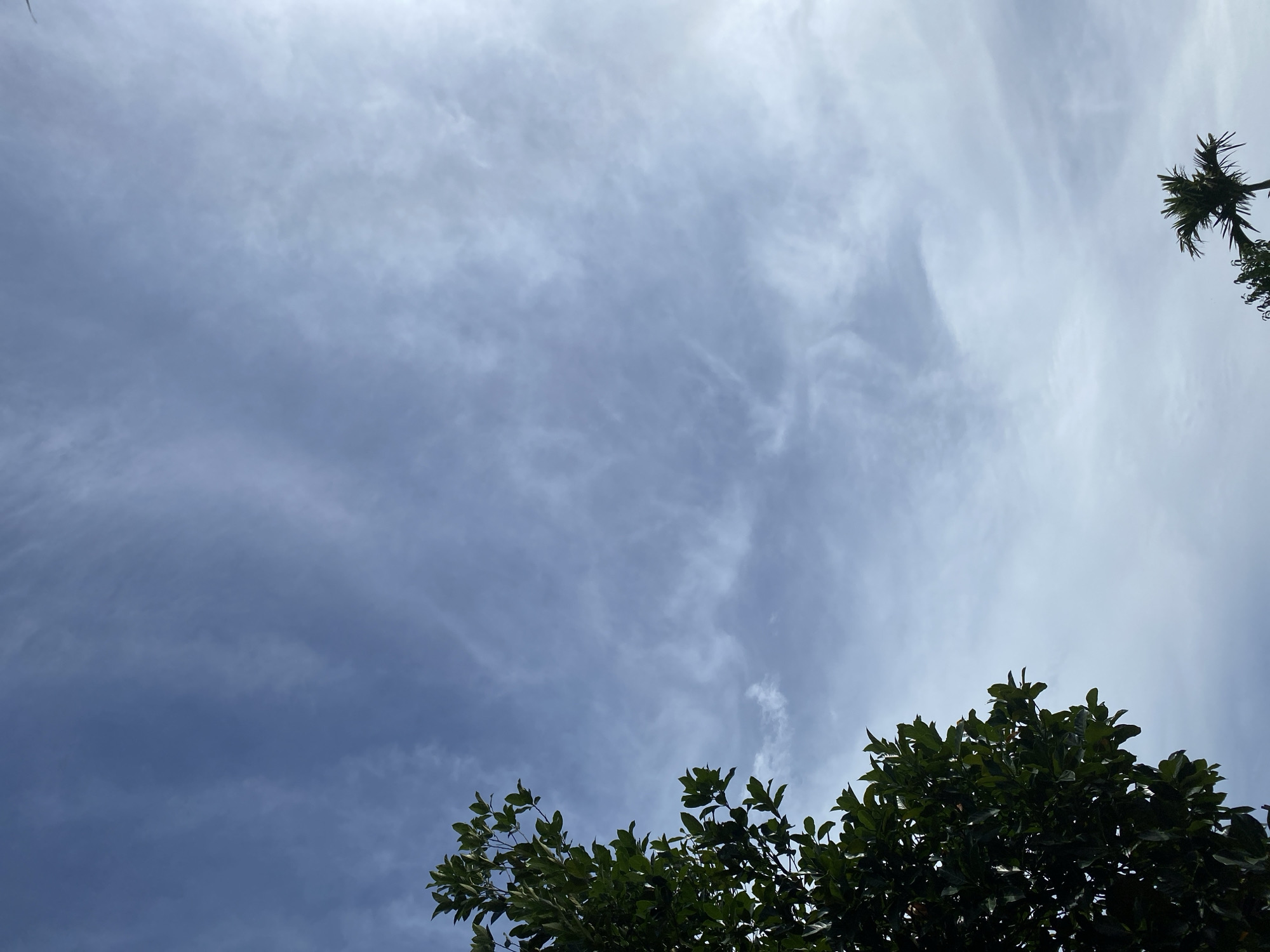 The image depicts a view looking up at a sky filled with scattered clouds against a blue background. In the lower left quadrant, the dark green foliage of a large tree fills a significant portion of the frame. In the lower right corner, the top of a palm tree is visible. The scene is set in the city of Unknown, Unknown.