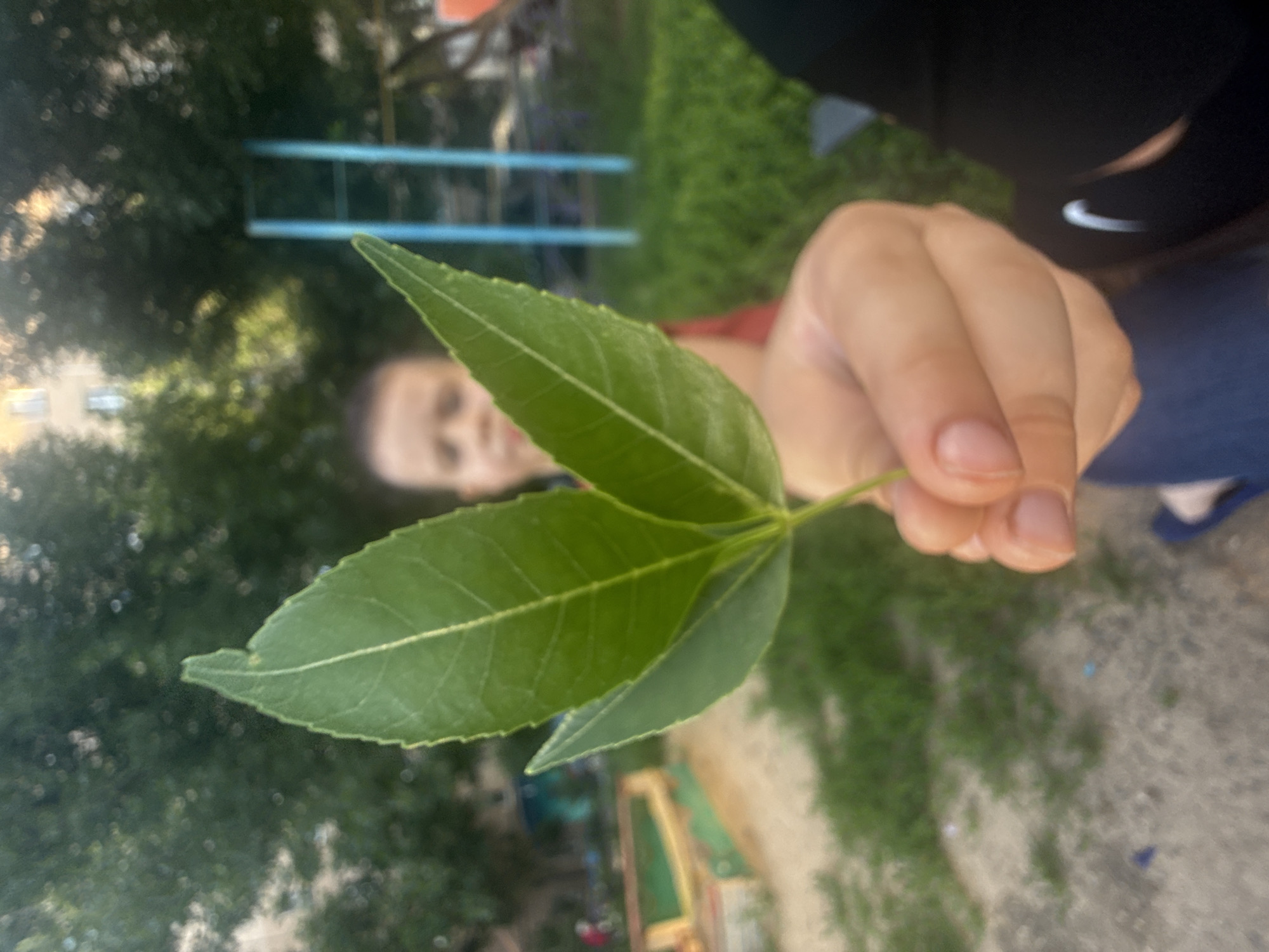 A person is holding three green leaves. The leaves are on a stem and appear to be from a plant with serrated edges. The person's hand, with manicured fingernails, is holding the stem of the leaves. The person is wearing a dark long-sleeved shirt and blue jeans. In the background, a blurry image of a person's face is visible. There are also out-of-focus trees, green grass, and some playground equipment. The scene appears to be outdoors during the daytime. The lighting suggests it could be sunny. There is no visible text in the image. The location context is Orenburg, Russia.