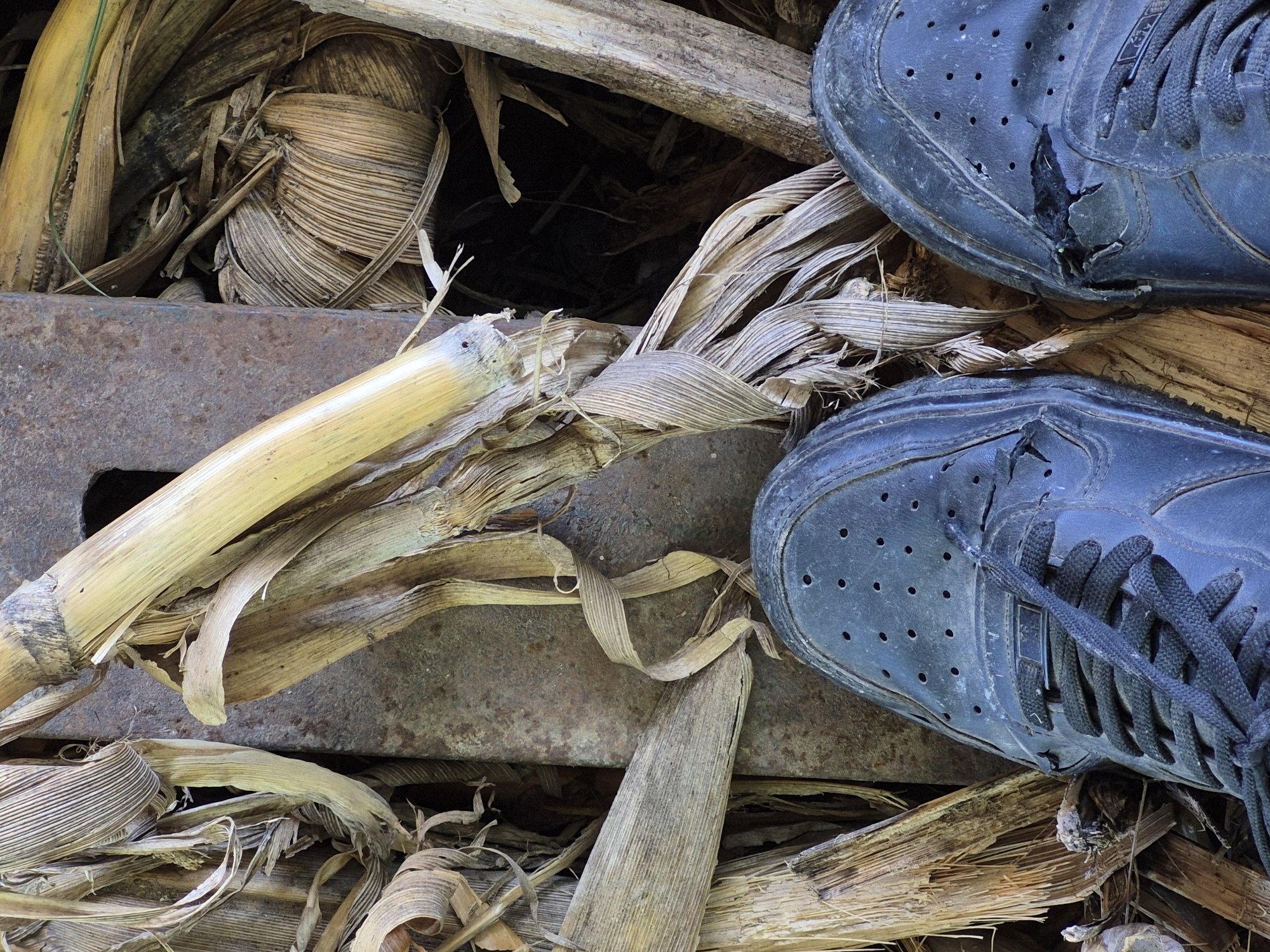 In the city of Sadina, Bulgaria, the image captures a close-up, overhead view of a person's feet wearing black sneakers standing amidst dry corn stalks and a rusty metal object. The sneakers are worn, with visible damage and scuff marks. The corn stalks are dry and brittle, suggesting an autumnal or post-harvest setting. The rusty metal object appears to be industrial in nature, possibly part of old machinery or structural support. The overall scene is one of decay and neglect, with the natural elements of dried vegetation contrasting with the man-made metallic object and the worn footwear.