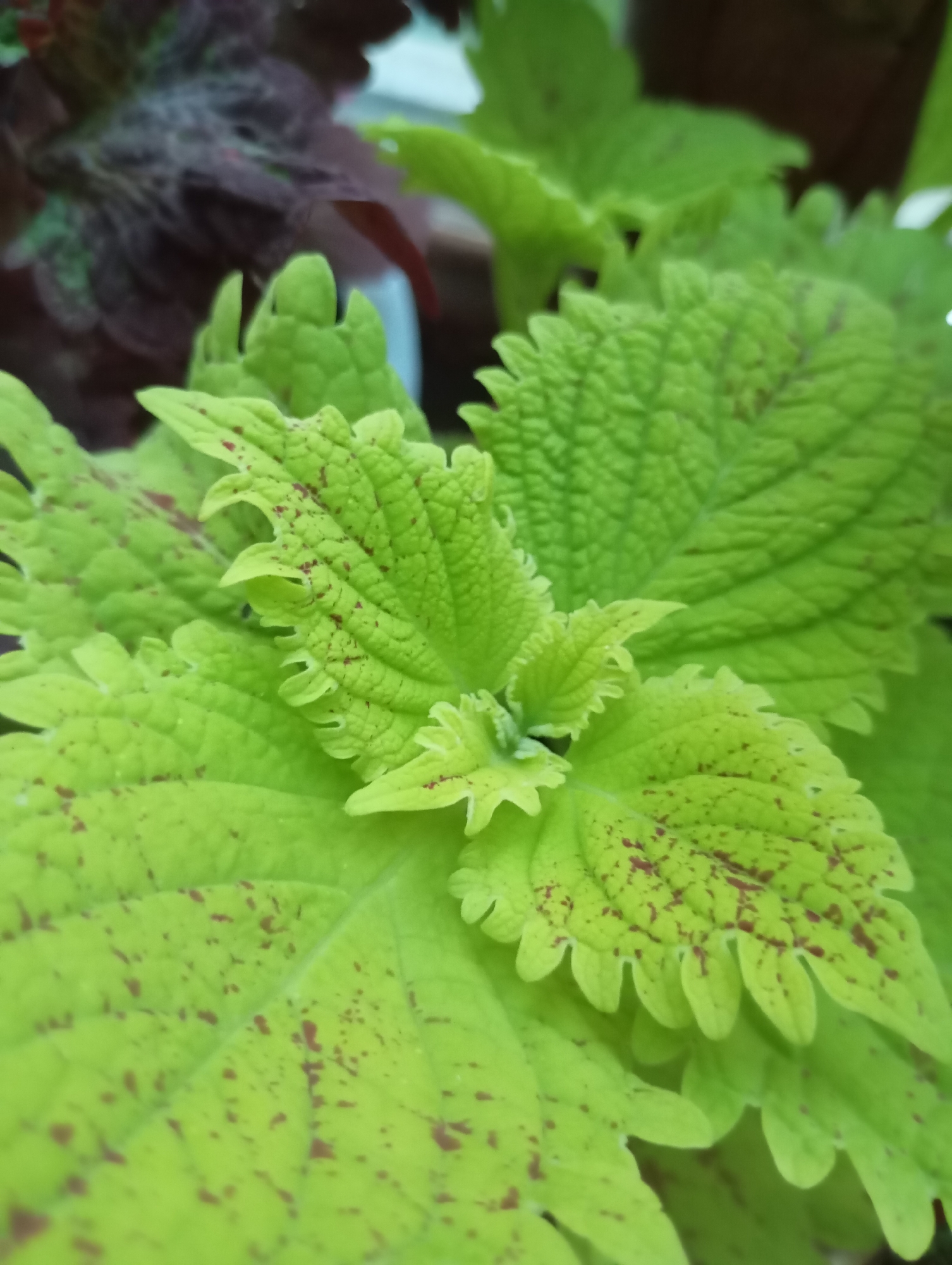 The image shows a close-up of a Coleus plant. The leaves are predominantly light green with reddish-brown spots scattered across their surface. The leaf edges are serrated, creating a textured appearance. Some darker, possibly burgundy-colored leaves are visible in the background, suggesting other Coleus plants or different varieties within the same plant. The overall focus is sharp on the foreground leaves, with the background slightly blurred. The image location is unidentified.