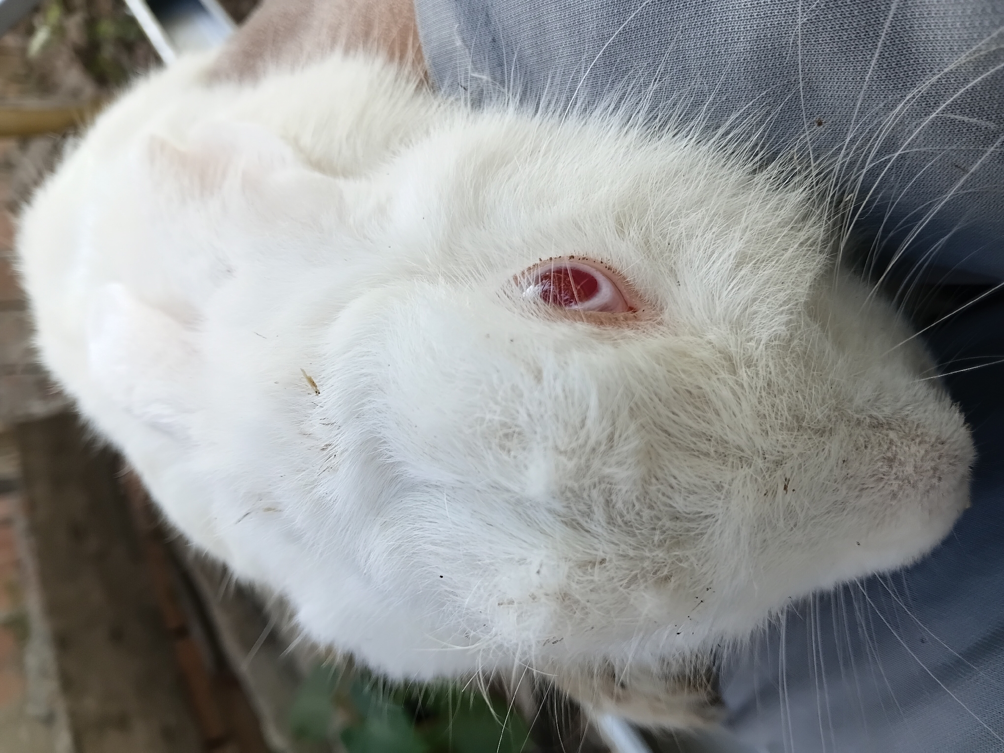 A close-up, overhead shot shows a white rabbit with red eyes resting on a person's lap. The rabbit's fur is slightly soiled with small dark specks. The person's grey clothing is visible beneath the rabbit. In the background, out of focus, is a brick wall and some greenery, suggesting an outdoor or semi-outdoor setting. The scene does not provide any specific geographical information about Margo Rukun, Indonesia.