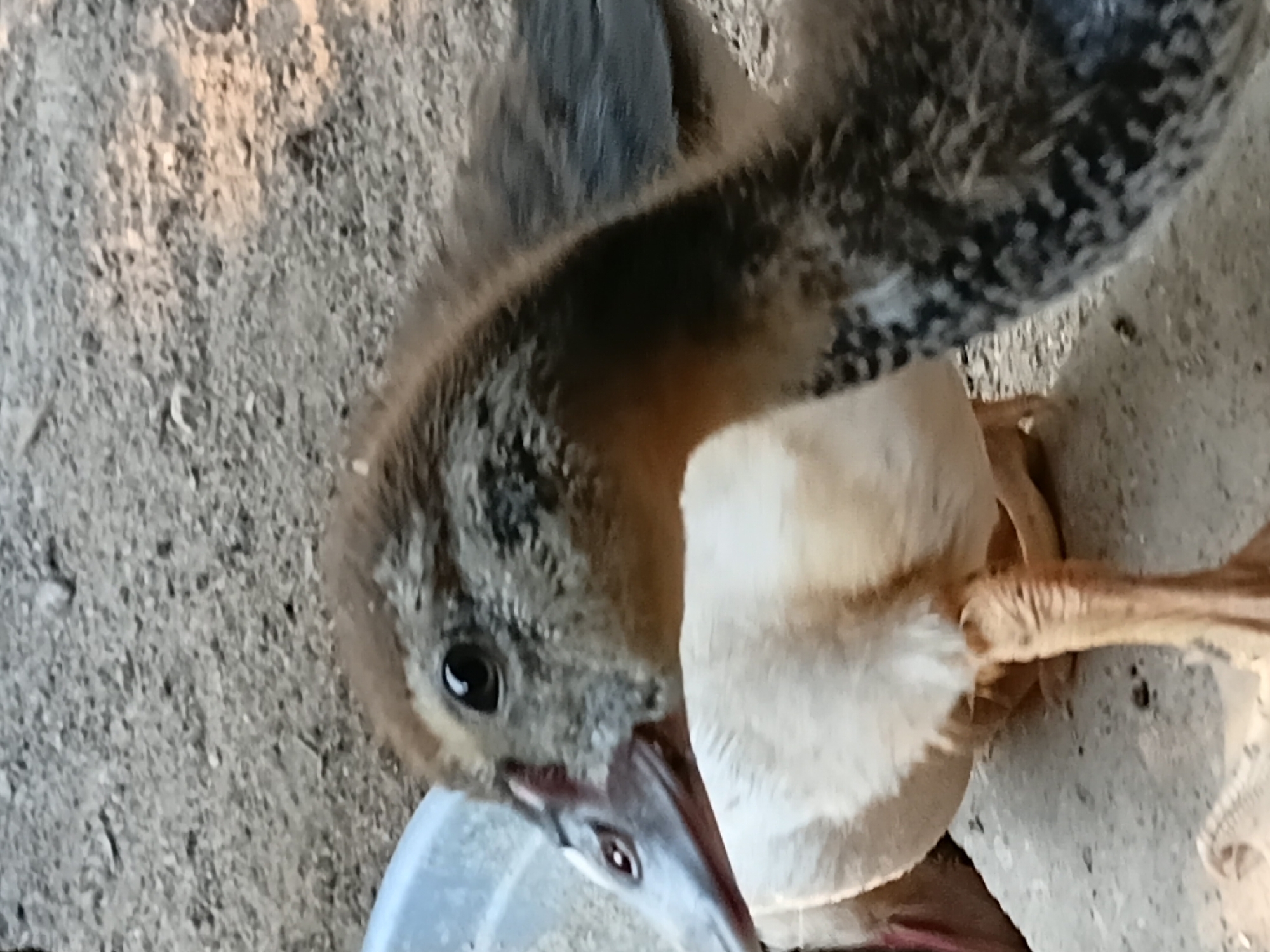 The image shows a close-up of two ducklings. The duckling in the foreground has a speckled brown and black head and neck, with a white chest and abdomen. Its right leg, a pale orange color, is visible and appears to have scale-like markings. The other duckling, partially obscured, appears lighter in color with a brown head. They are standing on a rough, greyish-brown surface that appears to be dirt or gravel. A light-colored plastic container is partially visible on the left side of the frame. The scene is outdoors, likely in a rural or backyard setting in Margo Rukun, Indonesia, given the natural ground and casual enclosure suggested by the container. There are no people present.