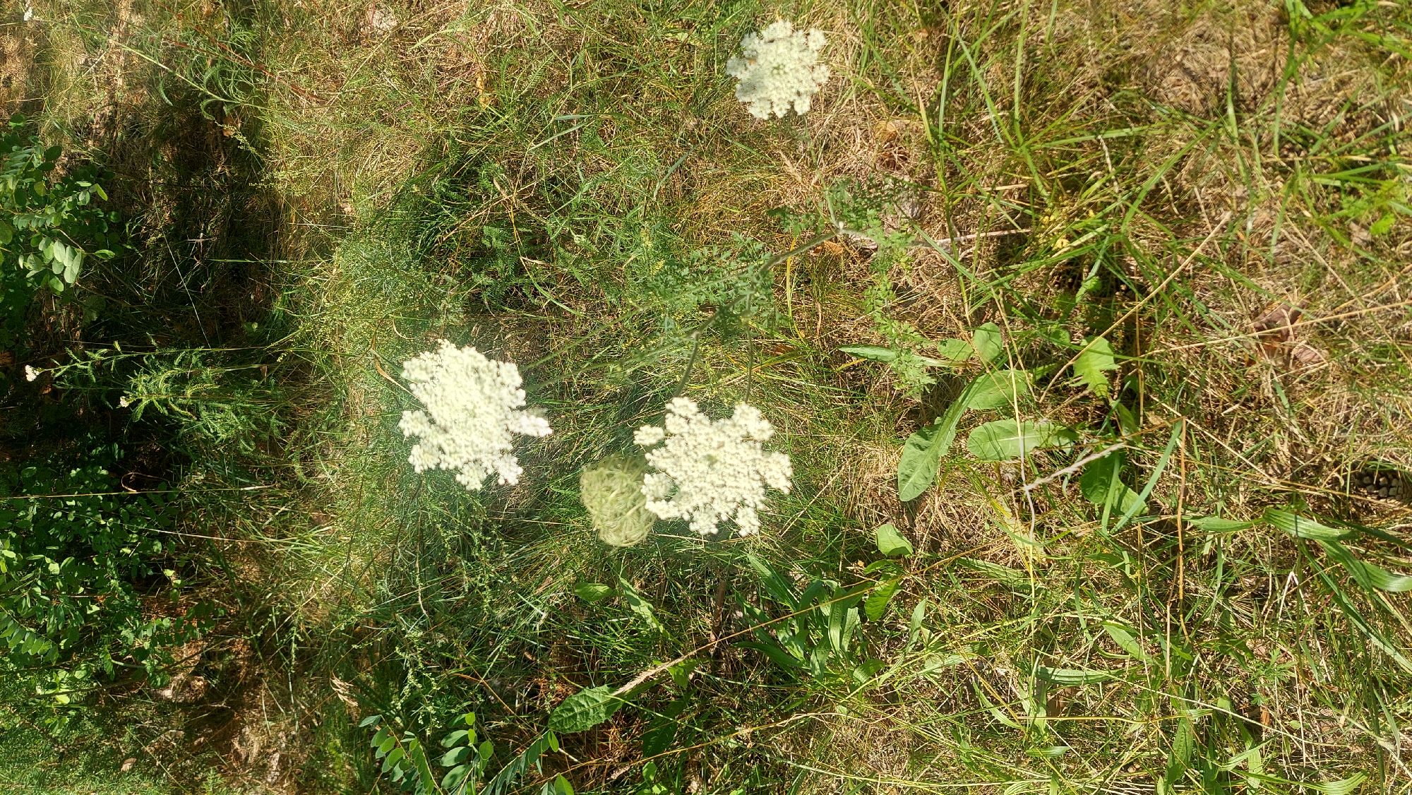 The image depicts a close-up view of wild flora in a grassy, sun-dappled area. Several white, lace-like flower clusters, characteristic of Queen Anne's Lace or a similar wild carrot species, are prominently featured. These flowers are interspersed with various green grasses and some broad-leafed plants. The ground appears to be a mix of dry grass and soil, suggesting a natural, uncultivated environment. The overall lighting indicates it is daytime, with sunlight filtering through foliage, creating shadows and highlights. The scene is devoid of any human presence or man-made objects. Based on available information, this image was taken in the city of Salihorsk, Belarus, likely in a park, field, or natural reserve within the urban area.