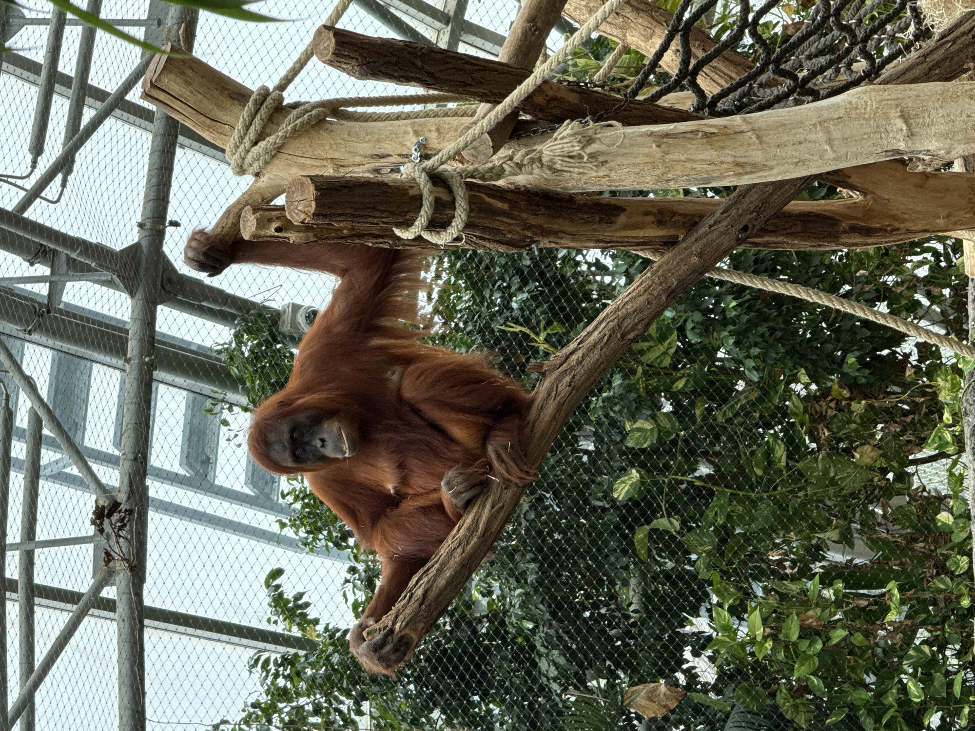 An orangutan is sitting on a thick branch of a tree within an enclosure. The orangutan is facing the camera with its arms resting on the branch. It has reddish-brown fur and a dark face. The enclosure appears to be an indoor habitat with a mesh ceiling and a glass or transparent wall in the background, possibly at the Prague Zoo. There are other branches and ropes around the orangutan, suggesting an environment designed for climbing and enrichment. Lush green foliage is visible behind the orangutan and the enclosure's mesh.