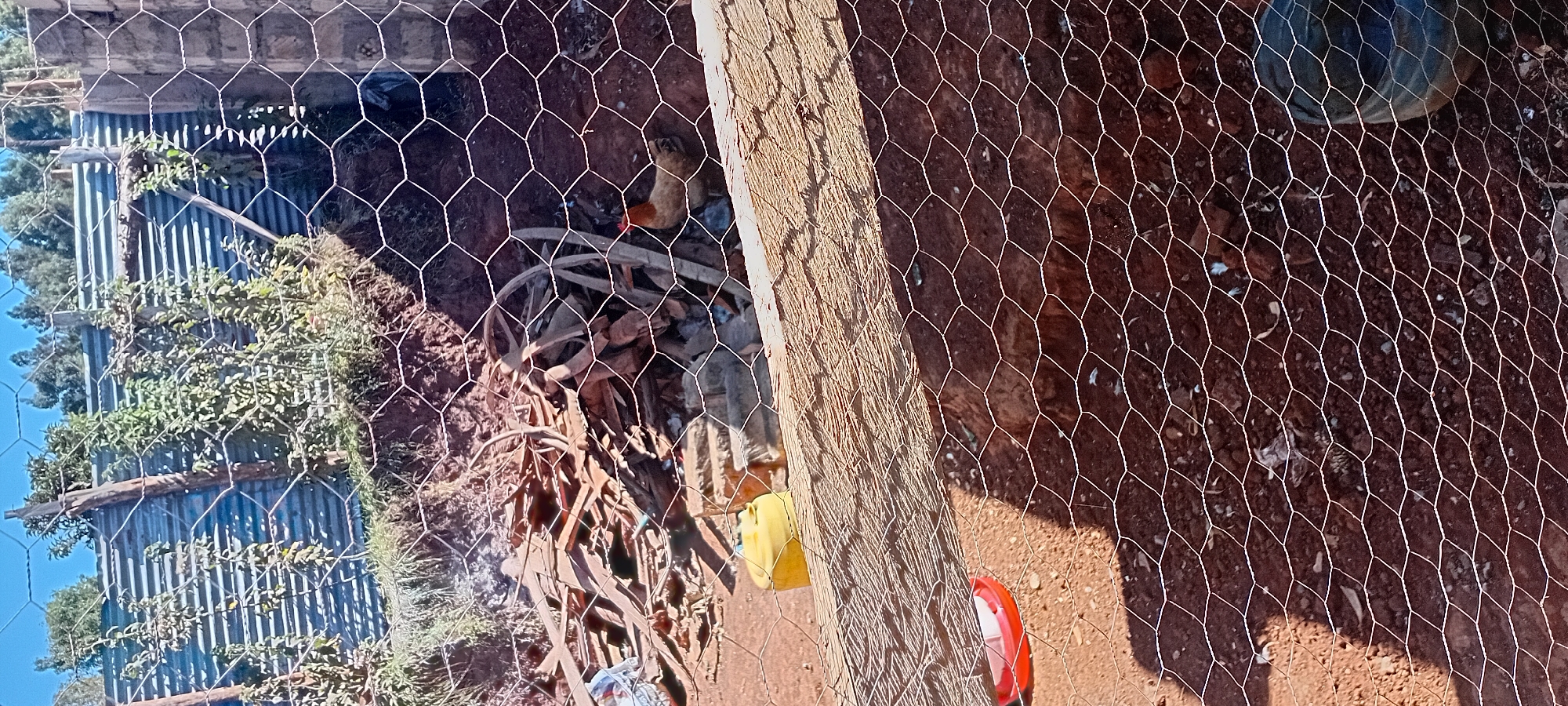 A chicken coop in Kijabe Ward, Kenya, is shown. The coop is made of chicken wire and has a dirt floor. There is a pile of wood scraps in the background, and a yellow bucket. A single chicken is visible, pecking at the ground. The scene appears to be outdoors, with trees and foliage visible in the distance. The weather appears sunny.