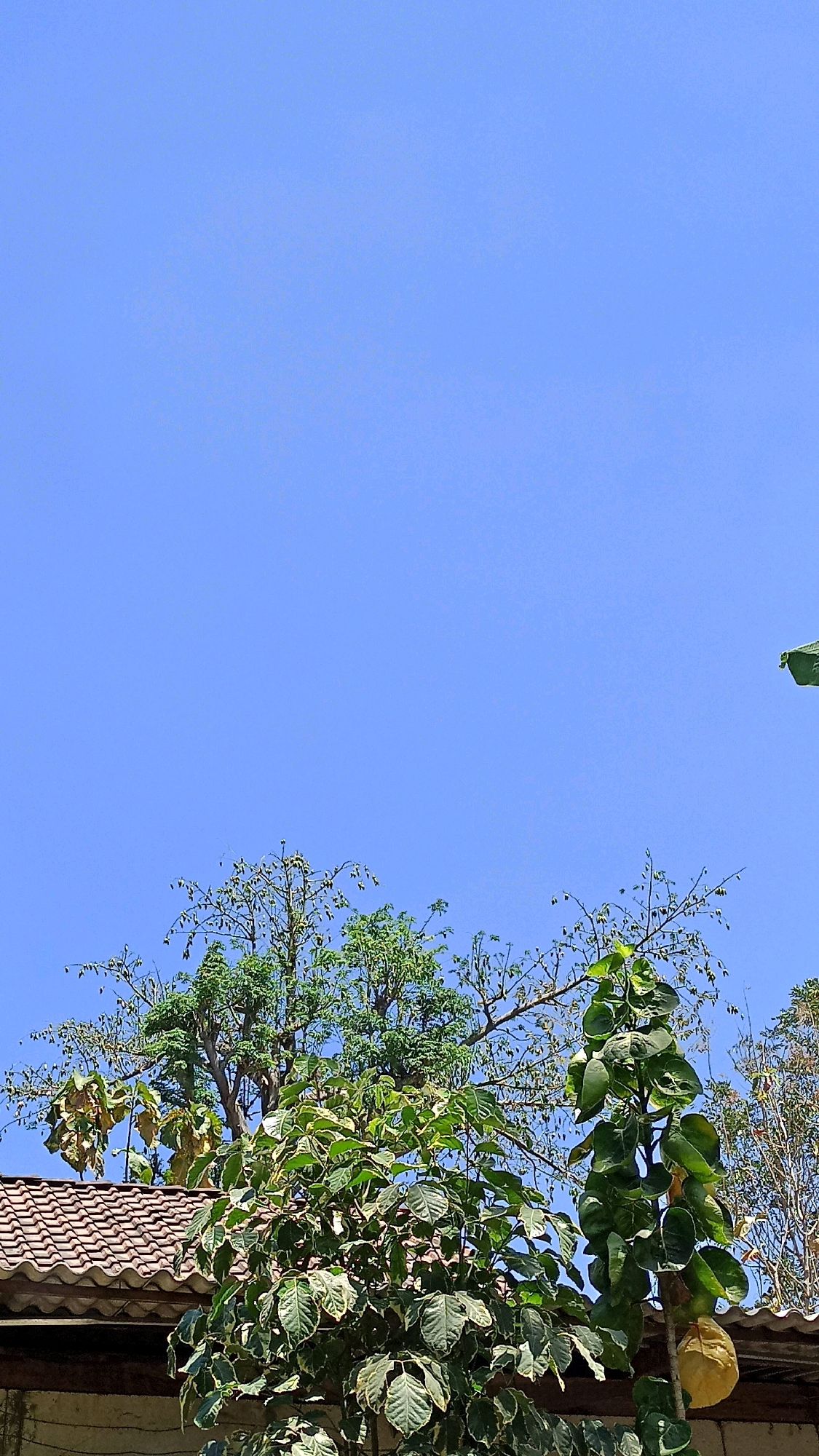 The image shows a clear blue sky above the rooftops of Wates, Indonesia. Lush green trees, some with variegated leaves and others with more sparse foliage, are visible in the middle ground. The foreground features a tiled roof and a section of a building wall. A large, pale yellow fruit hangs from a tree branch on the right side of the image.